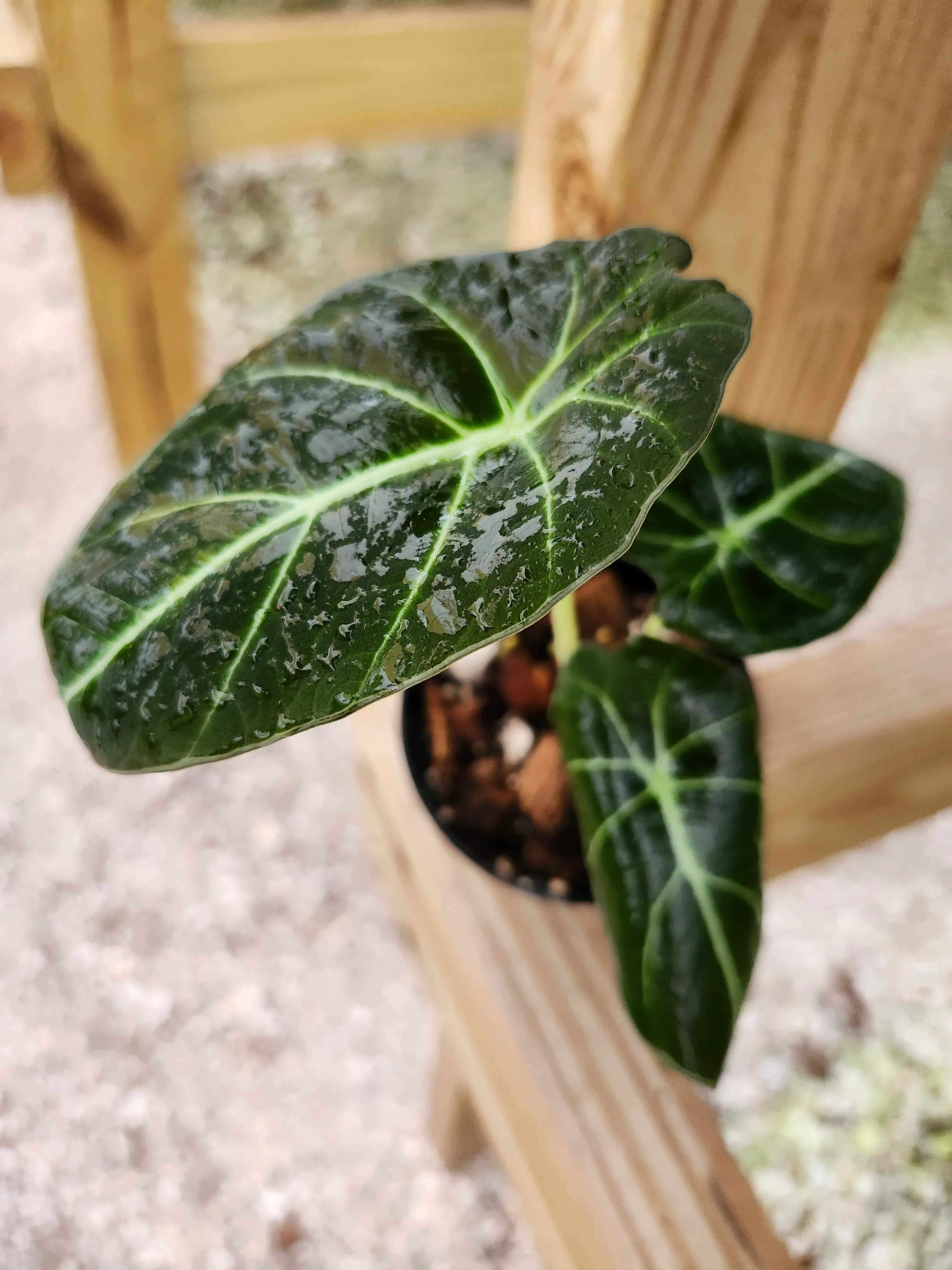 Alocasia Black Velvet - Image 3