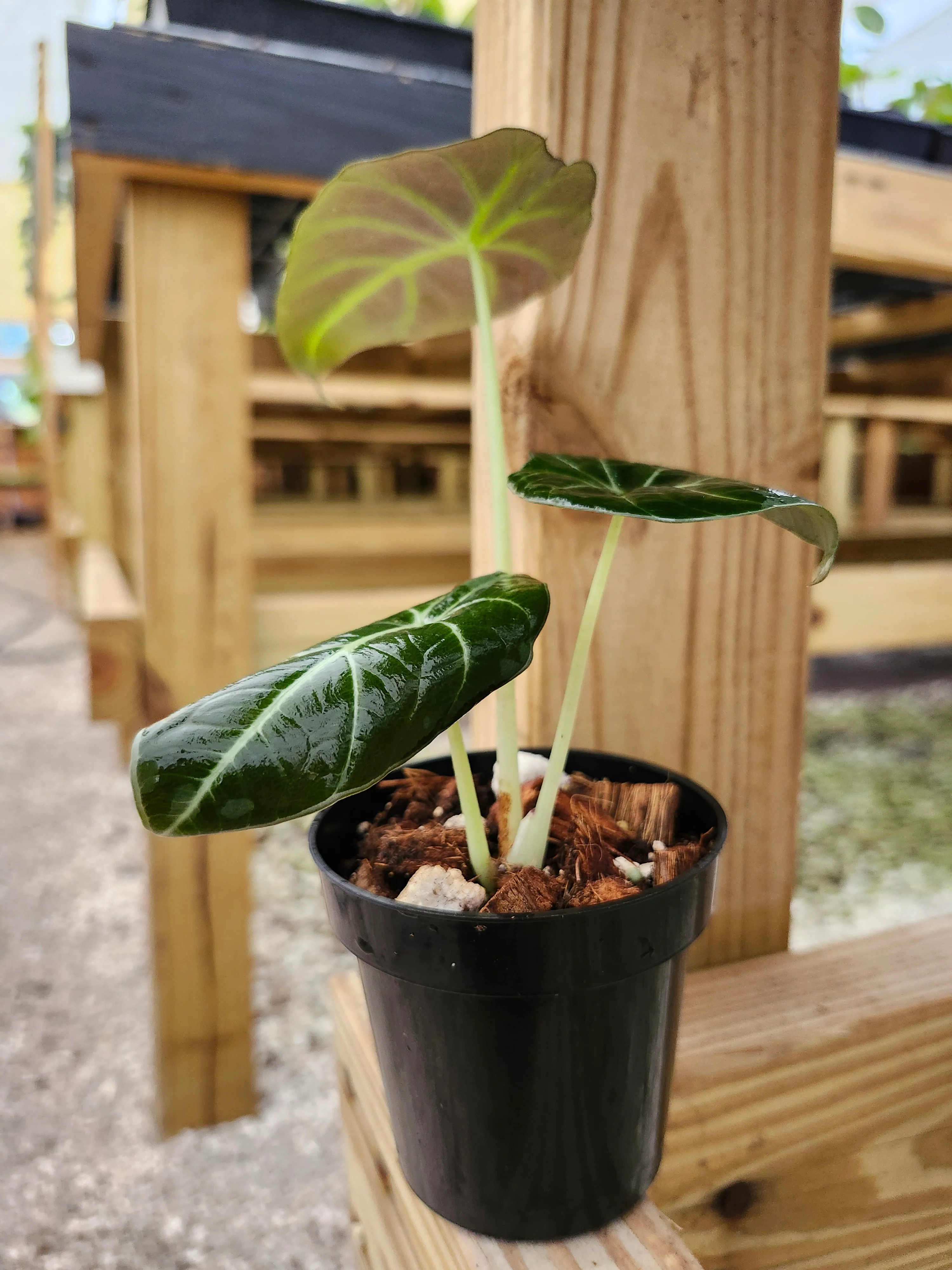 Alocasia Black Velvet - Image 4