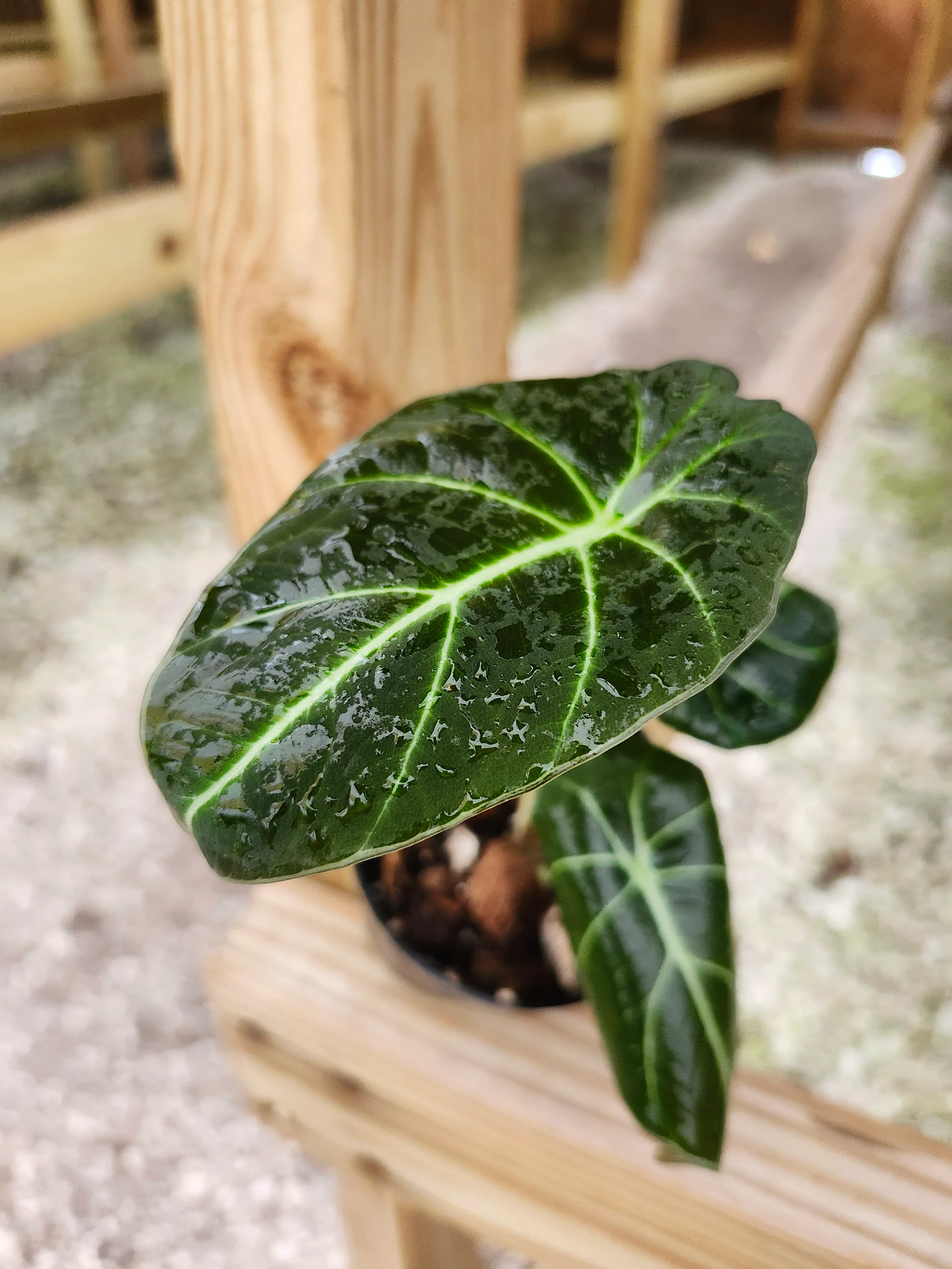 Alocasia Black Velvet - Image 5