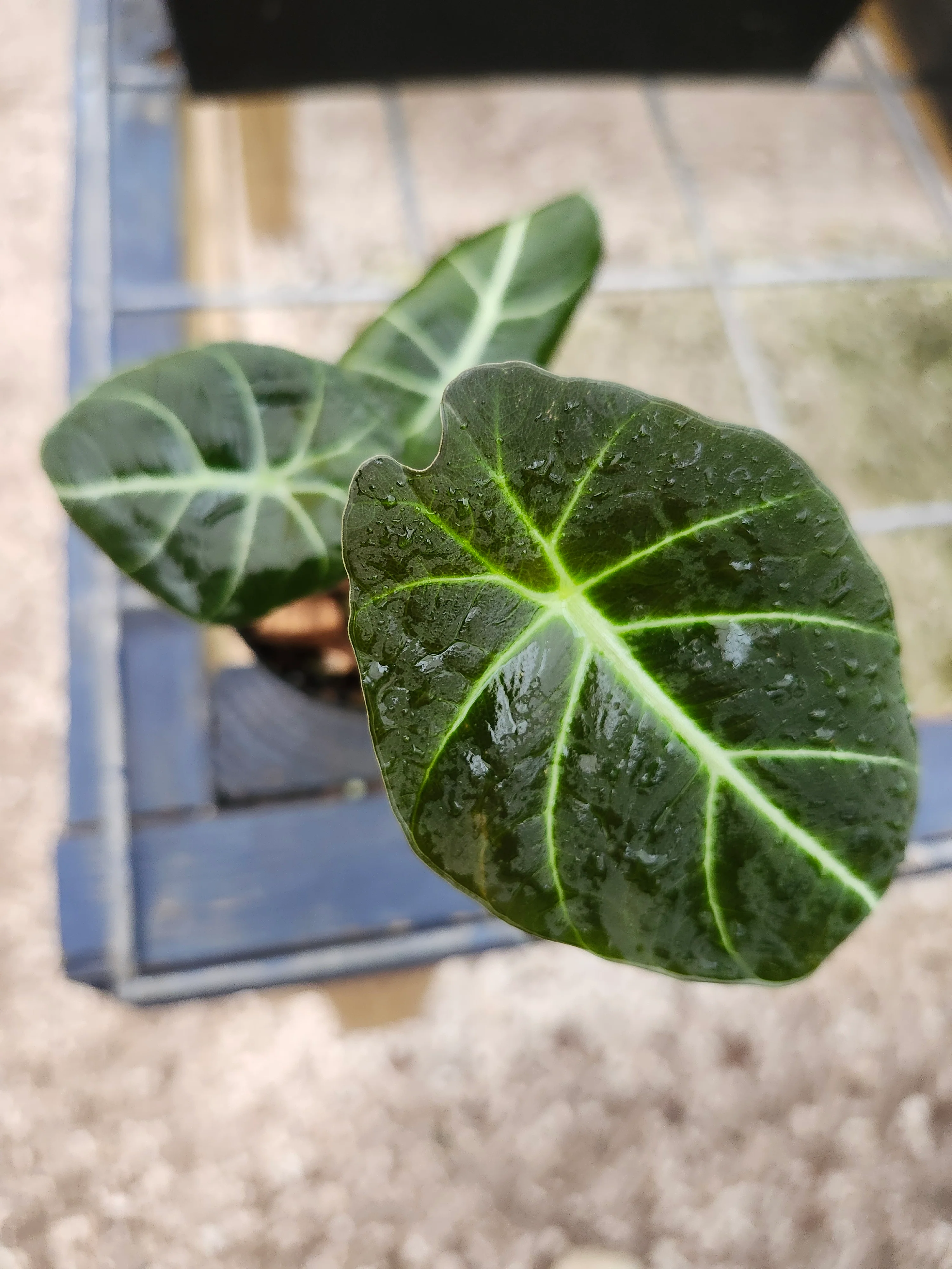 Alocasia Black Velvet - Image 6