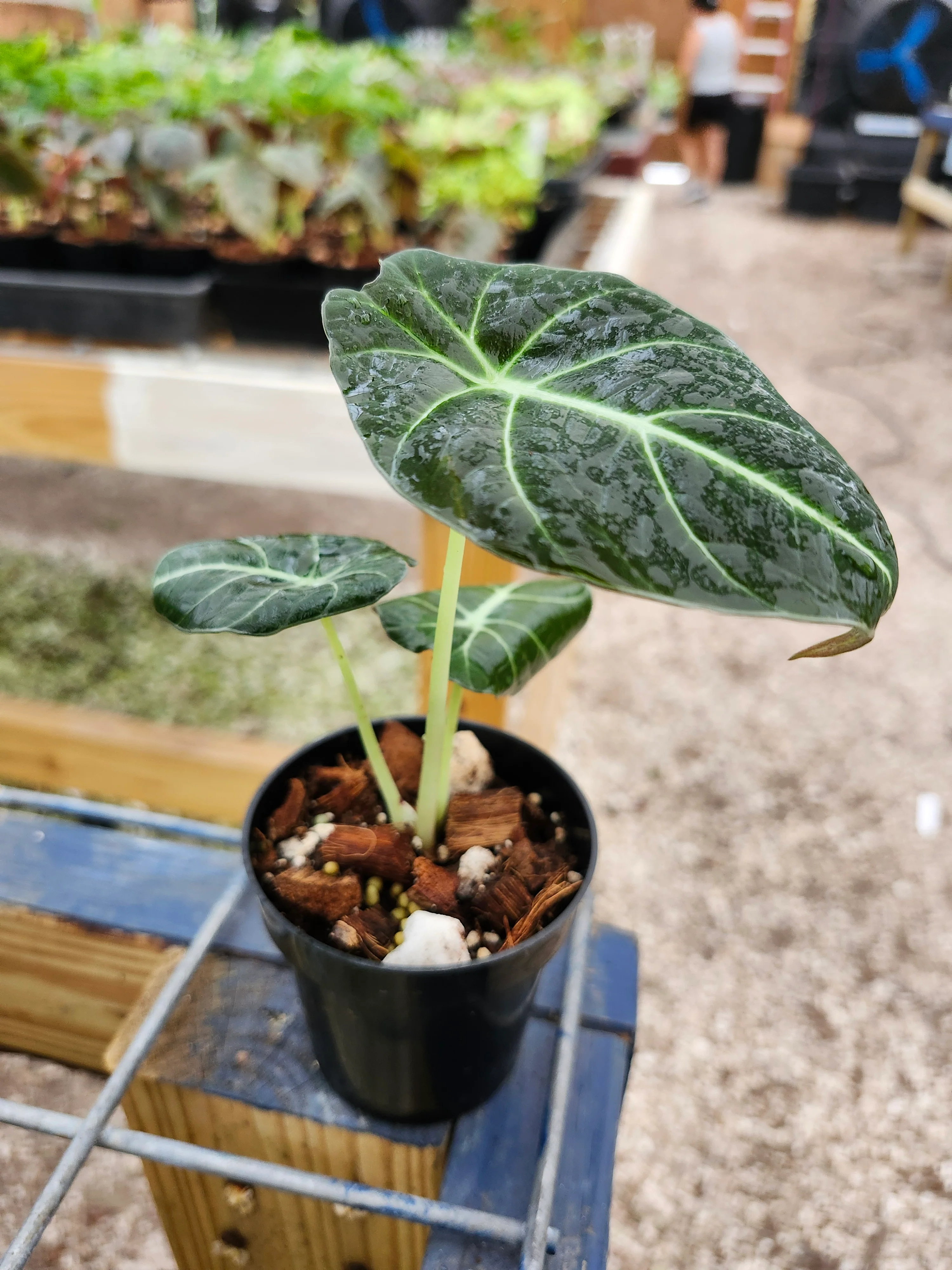Alocasia Black Velvet - Image 7
