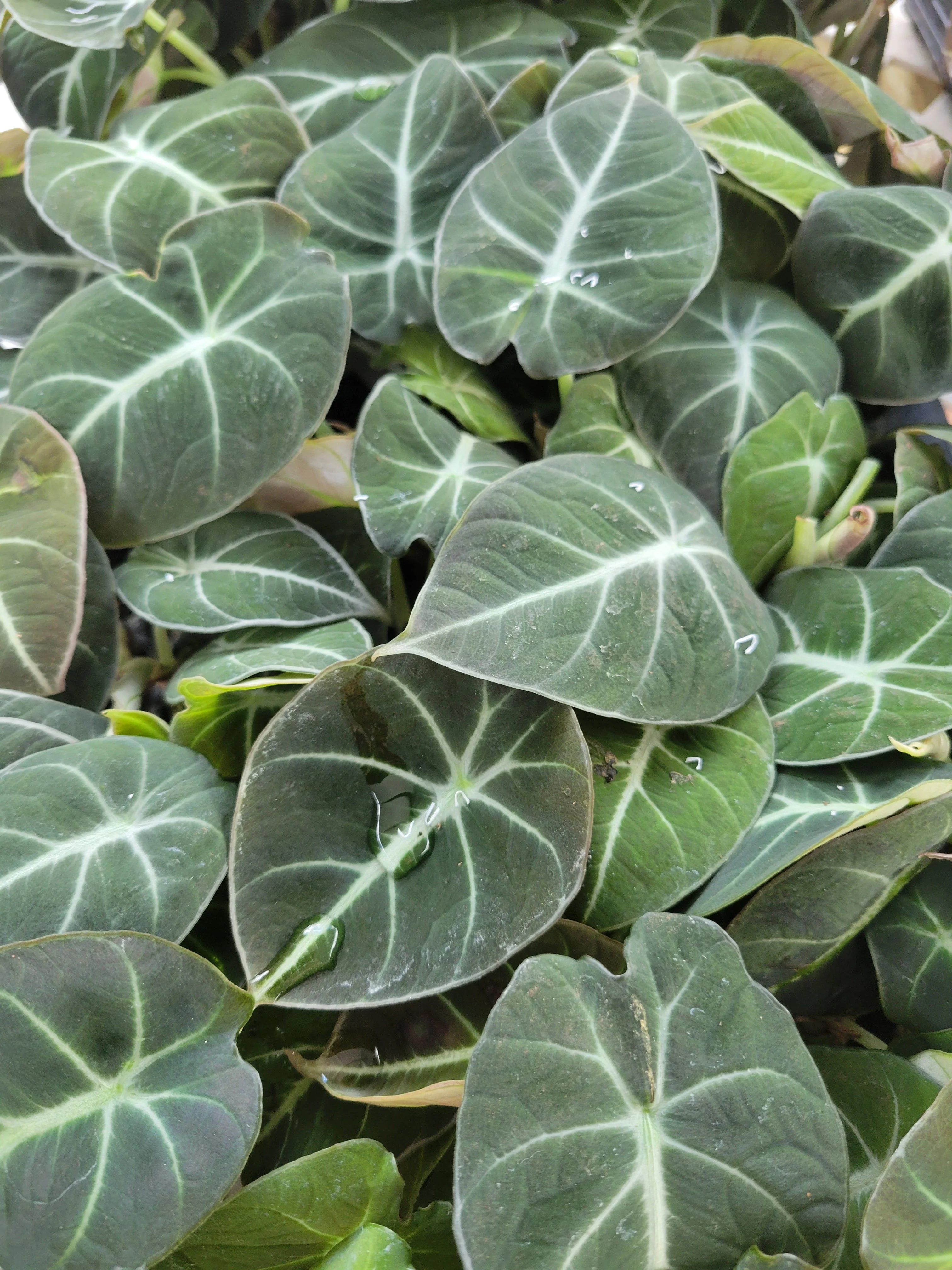 Alocasia Black Velvet - Image 8