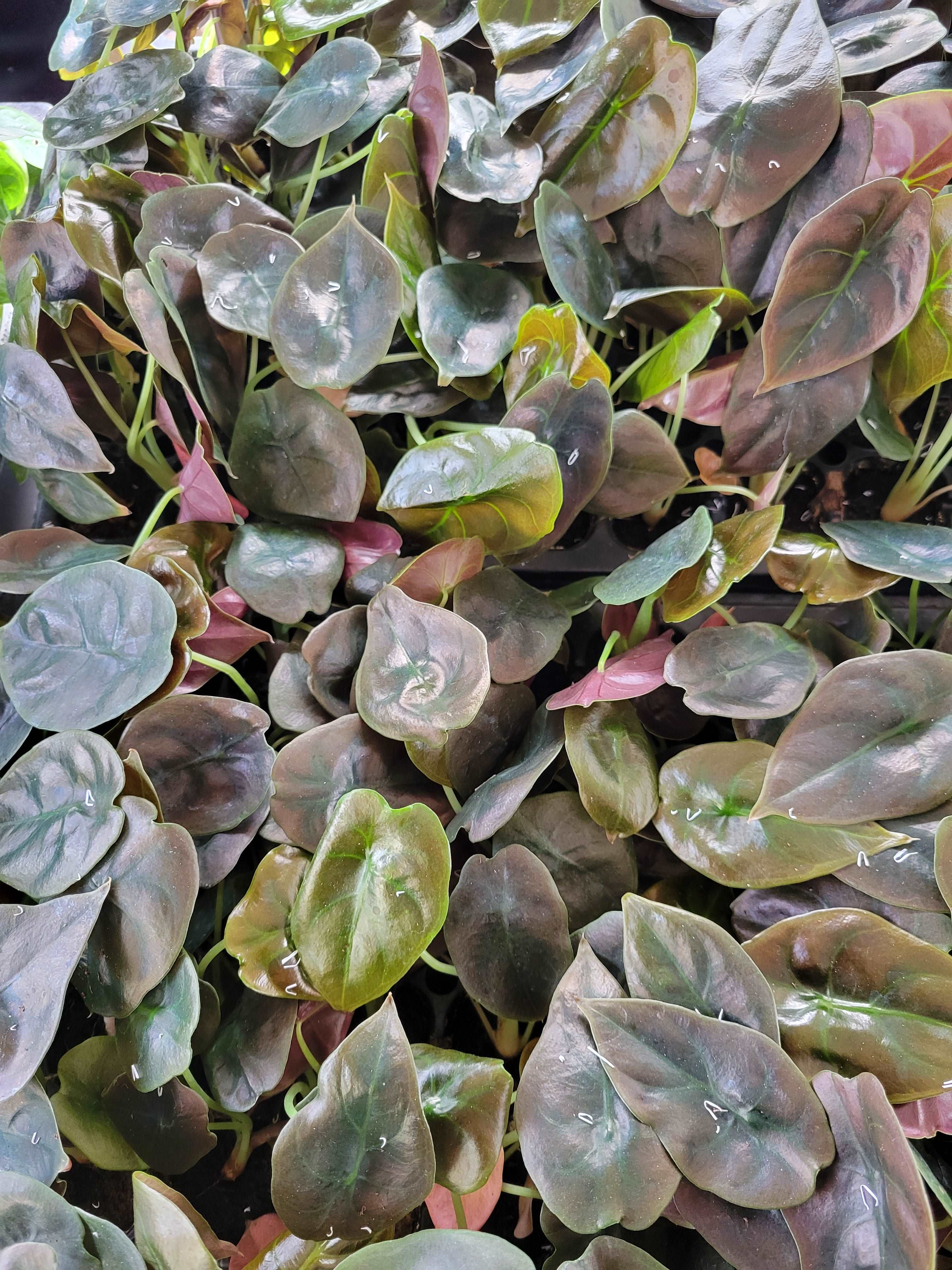 Alocasia Cuprea Red Secret - Image 10