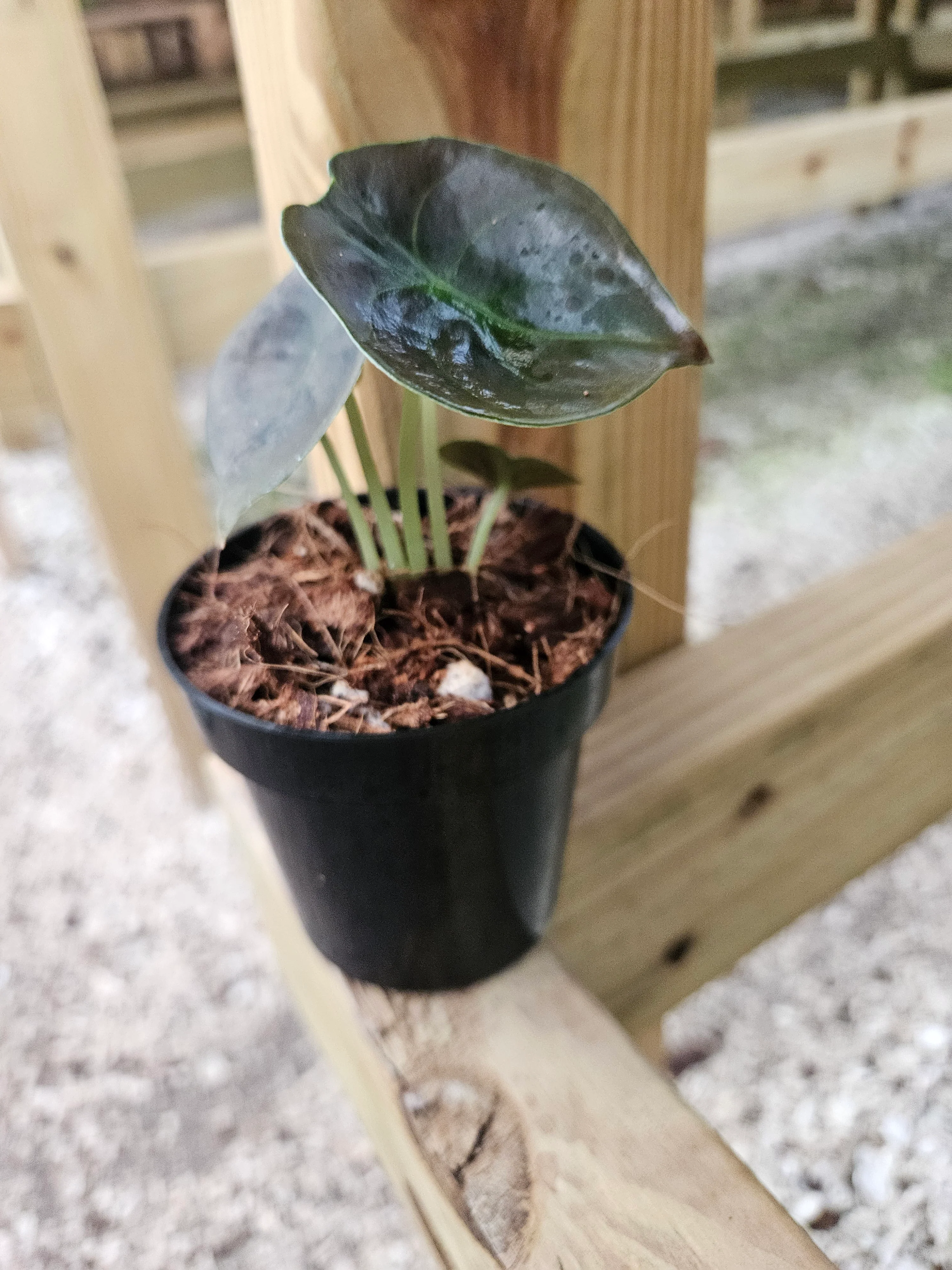 Alocasia Cuprea Red Secret - Image 3