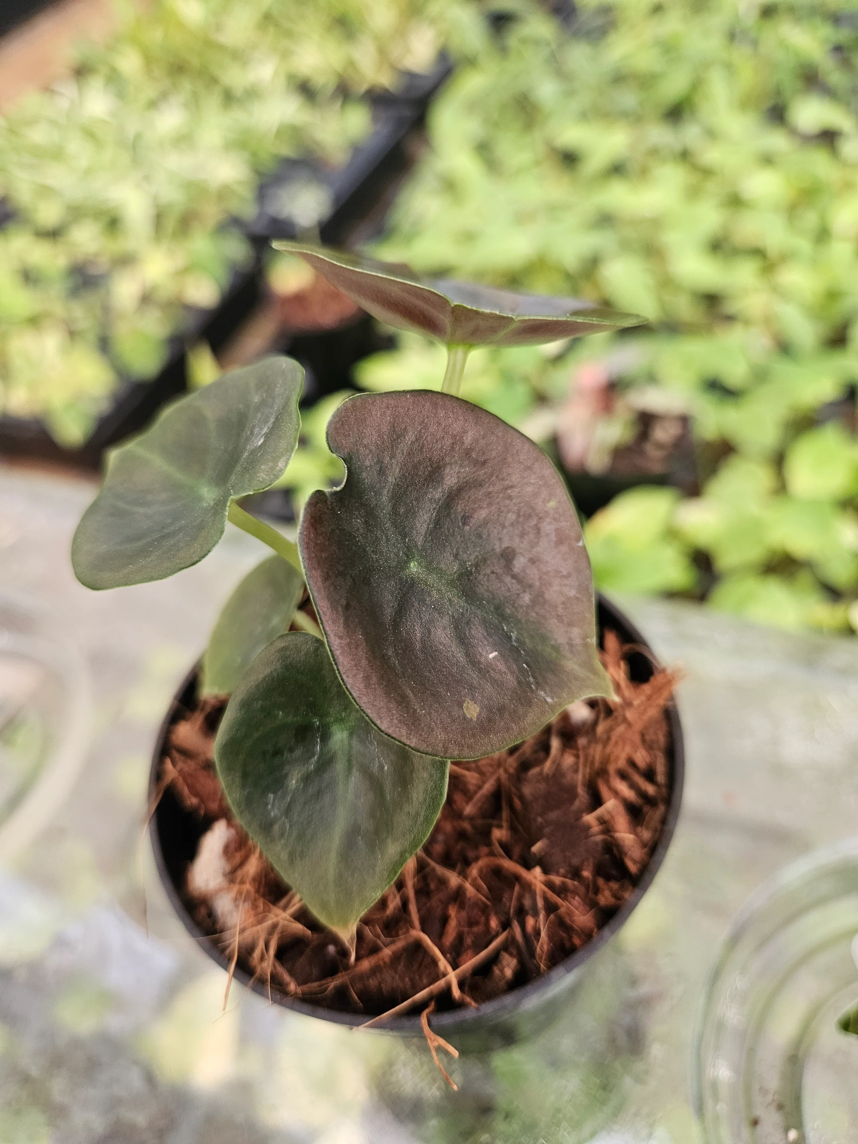 Alocasia Cuprea Red Secret - Image 4