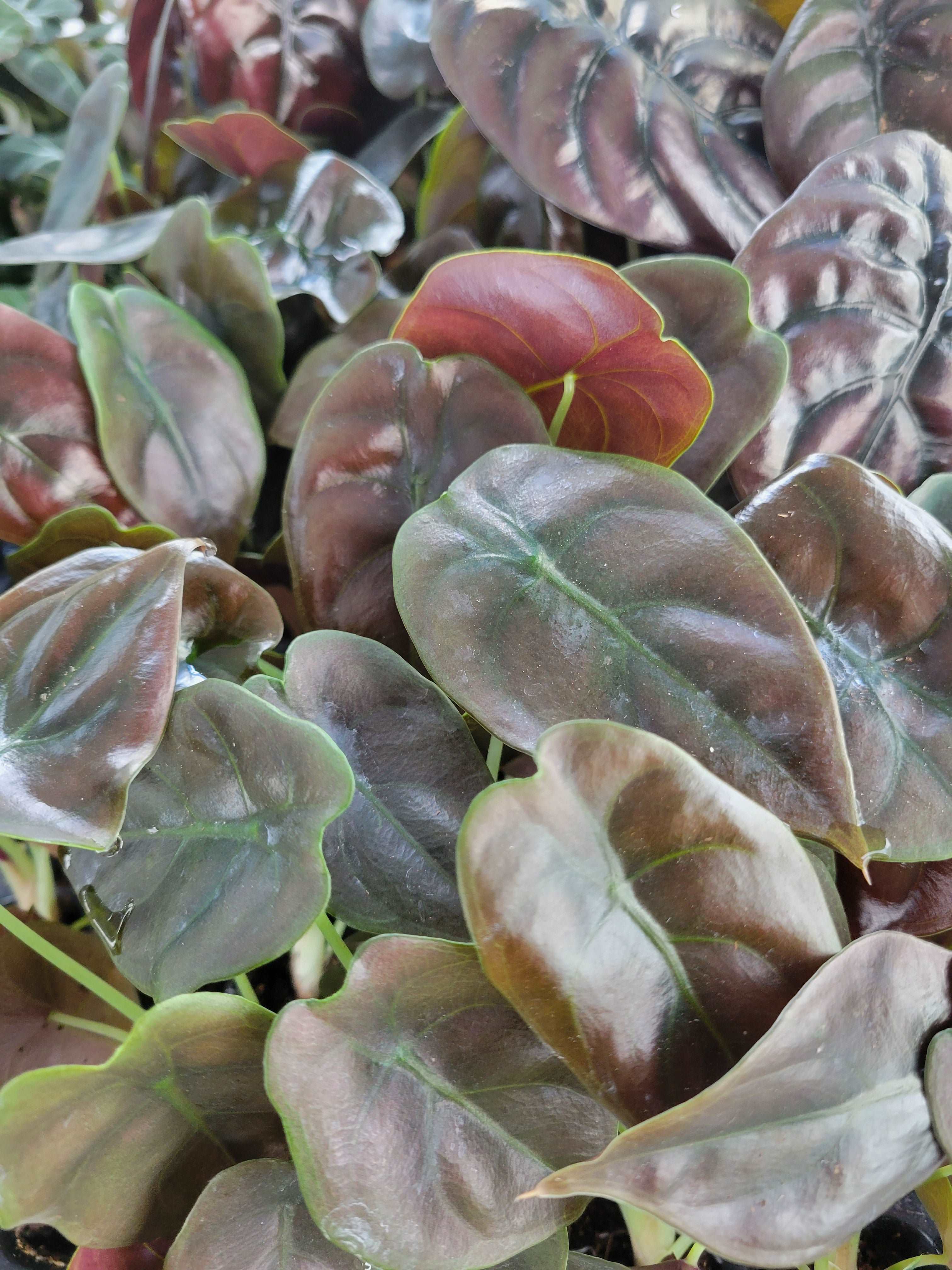 Alocasia Cuprea Red Secret - Image 5