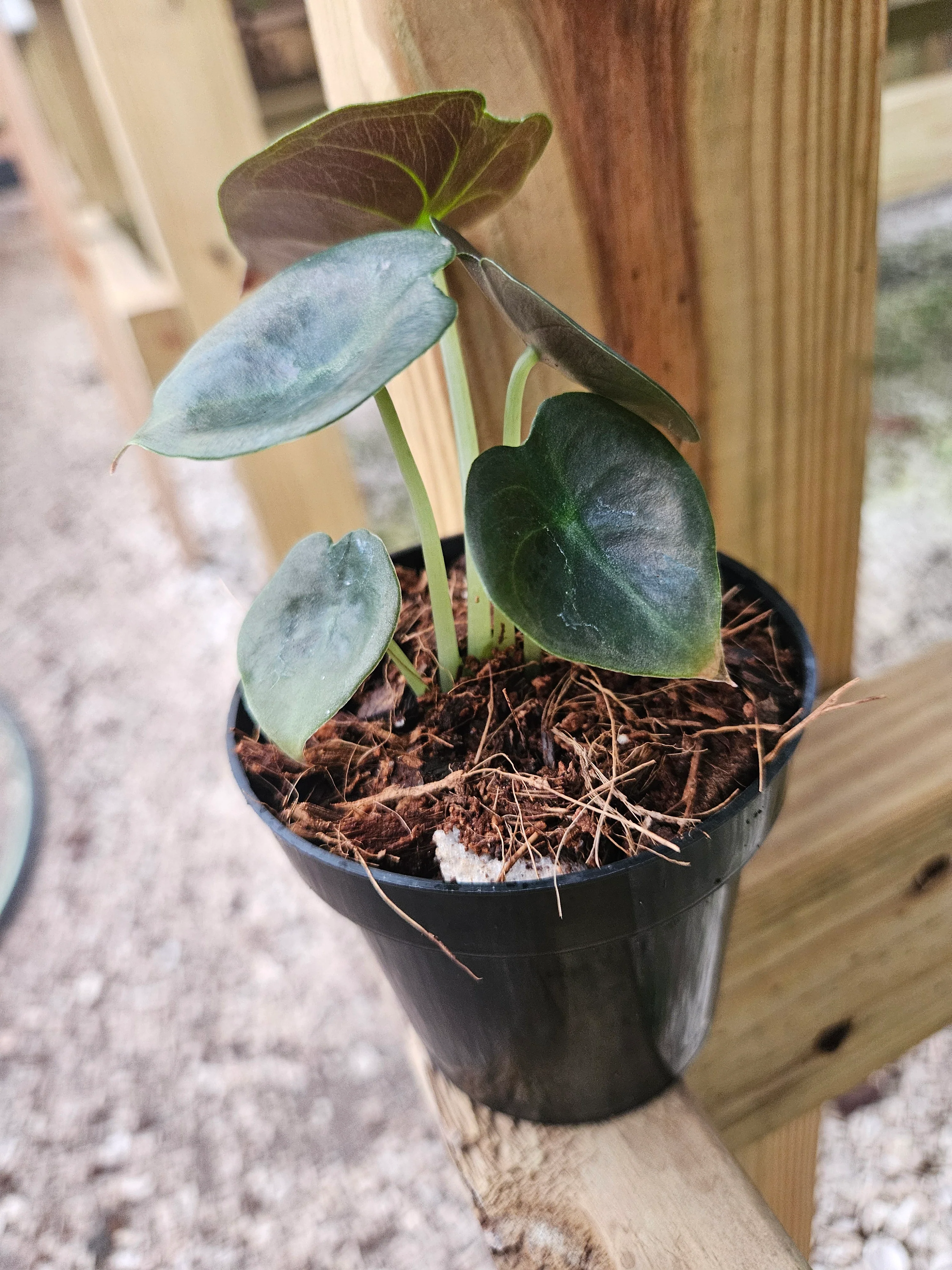 Alocasia Cuprea Red Secret - Image 6