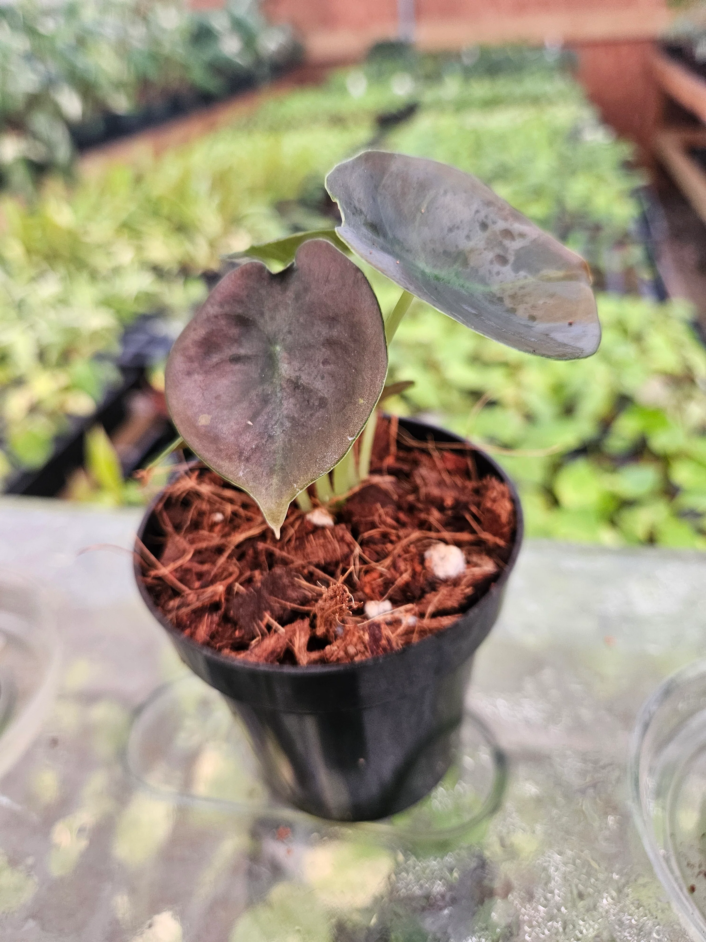 Alocasia Cuprea Red Secret - Image 7