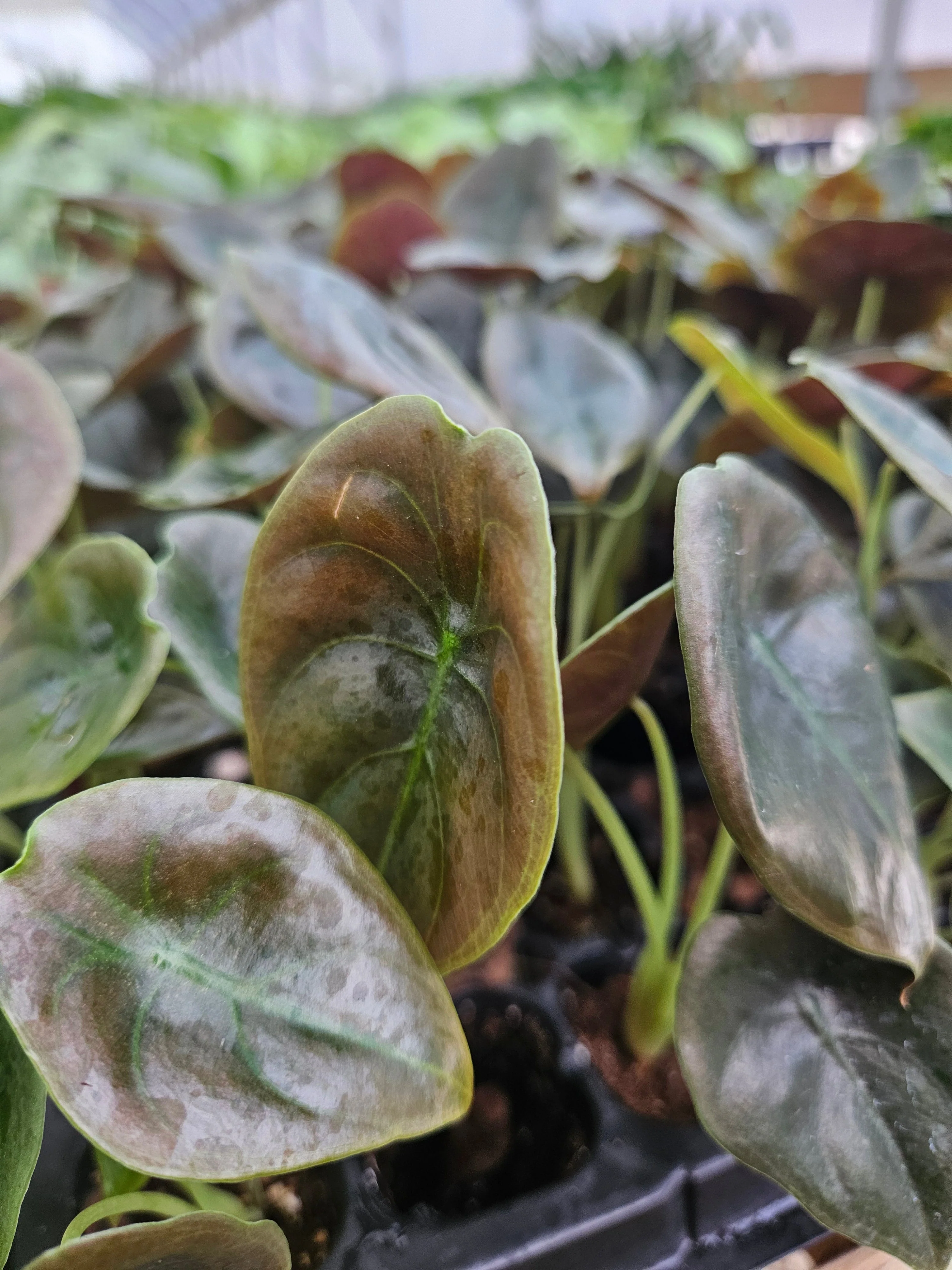 Alocasia Cuprea Red Secret - Image 8