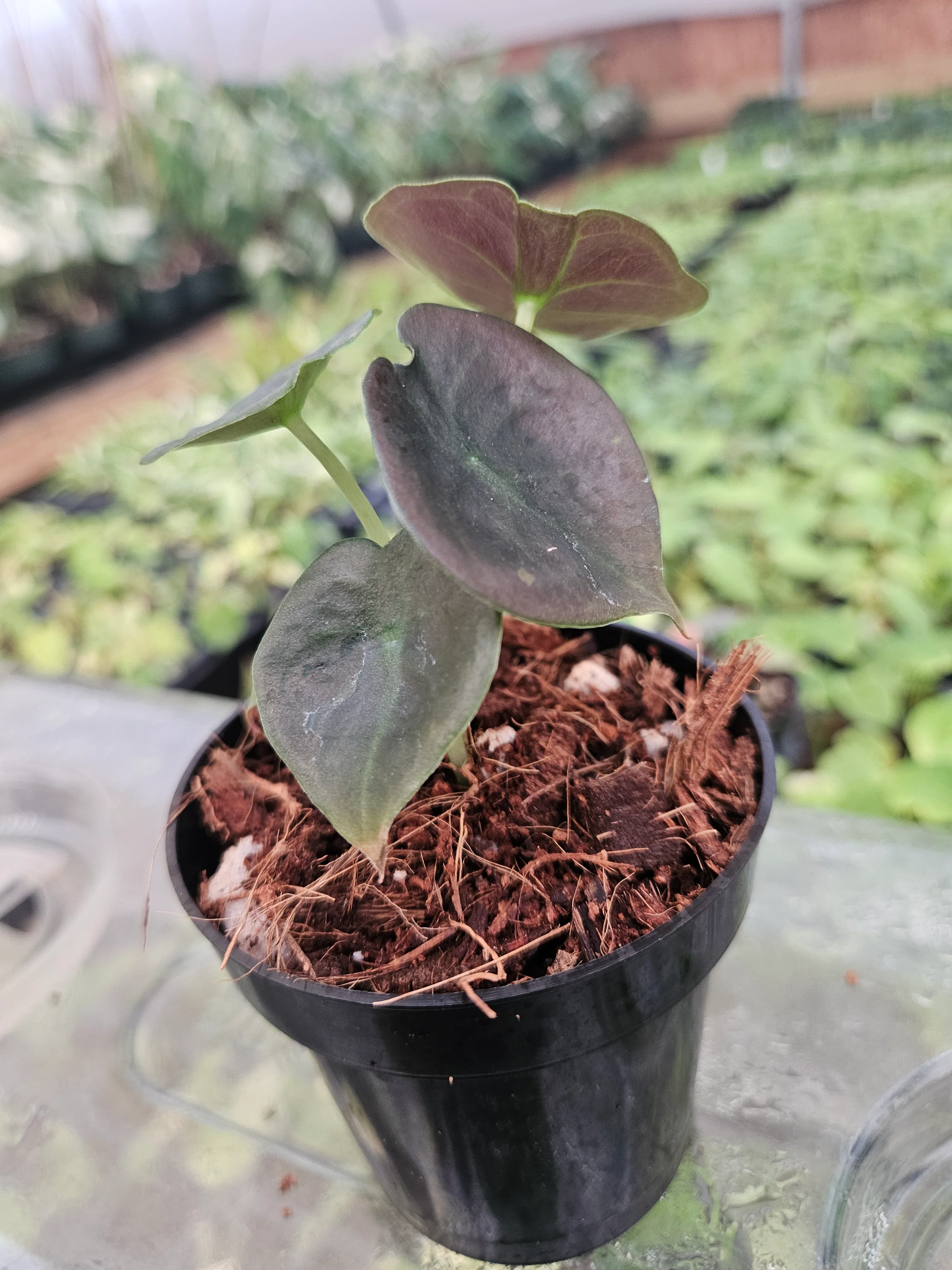 Alocasia Cuprea Red Secret - Image 9