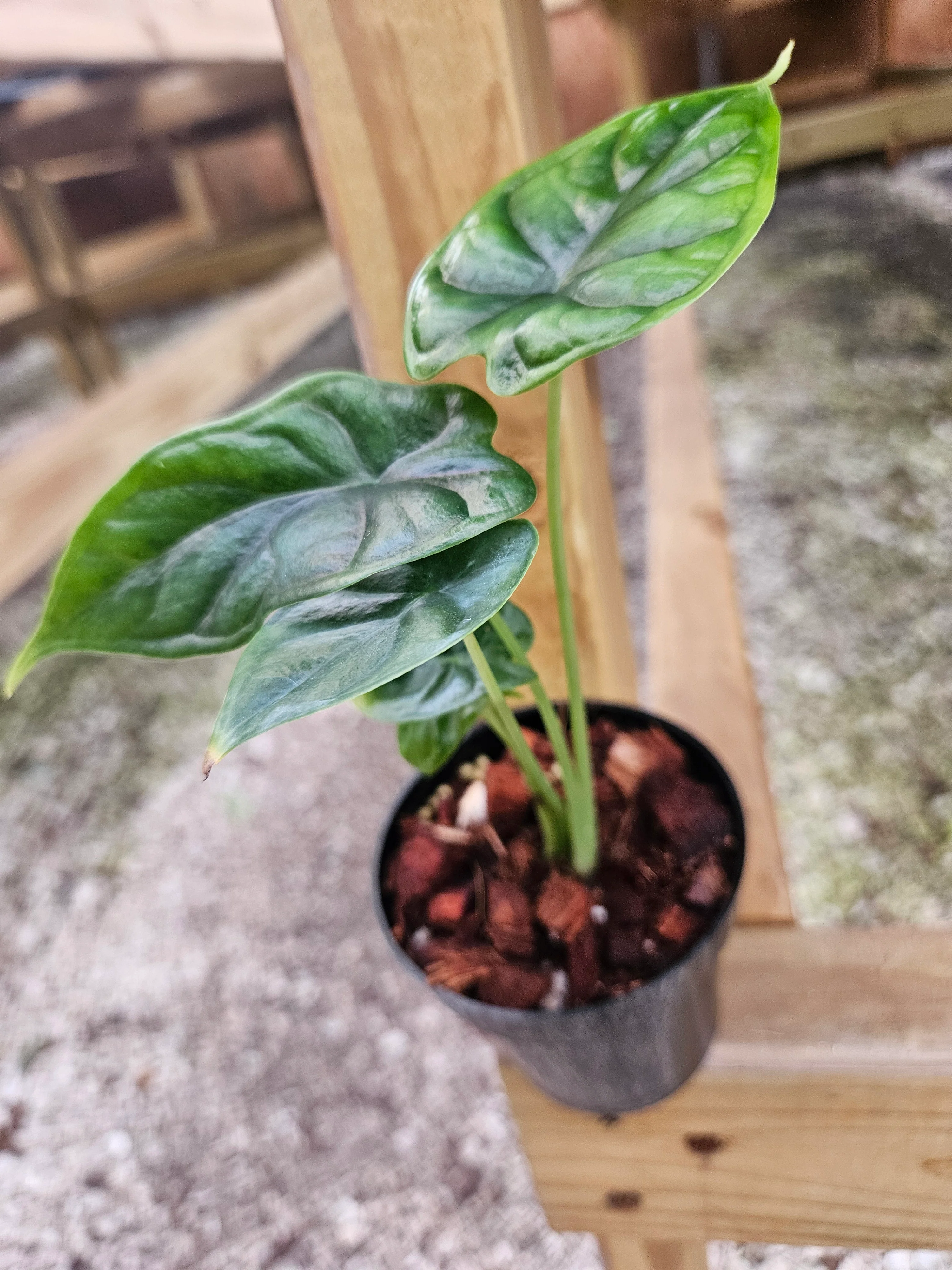 Alocasia  Dragon Scale - Image 10