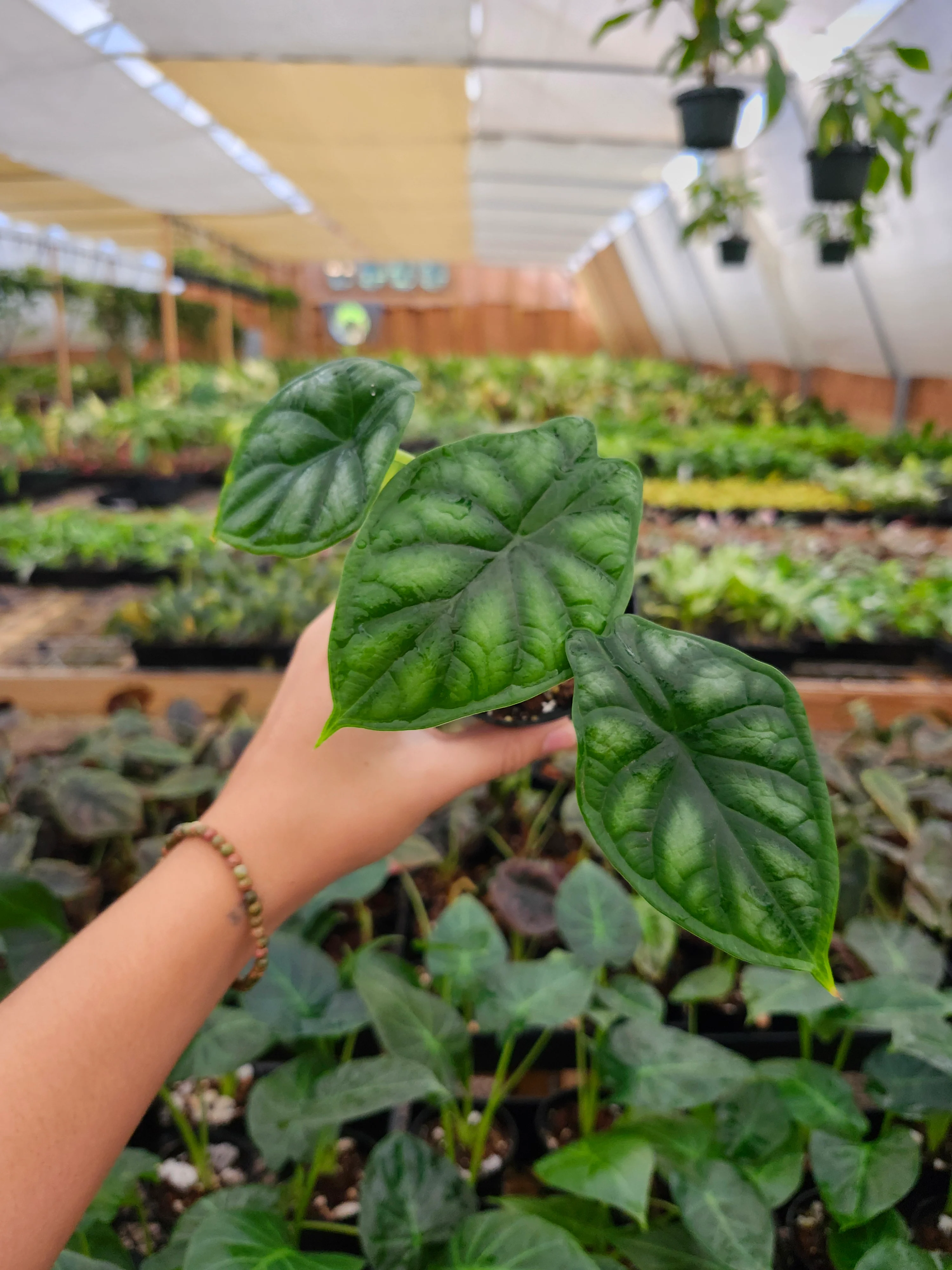 Alocasia  Dragon Scale - Image 3