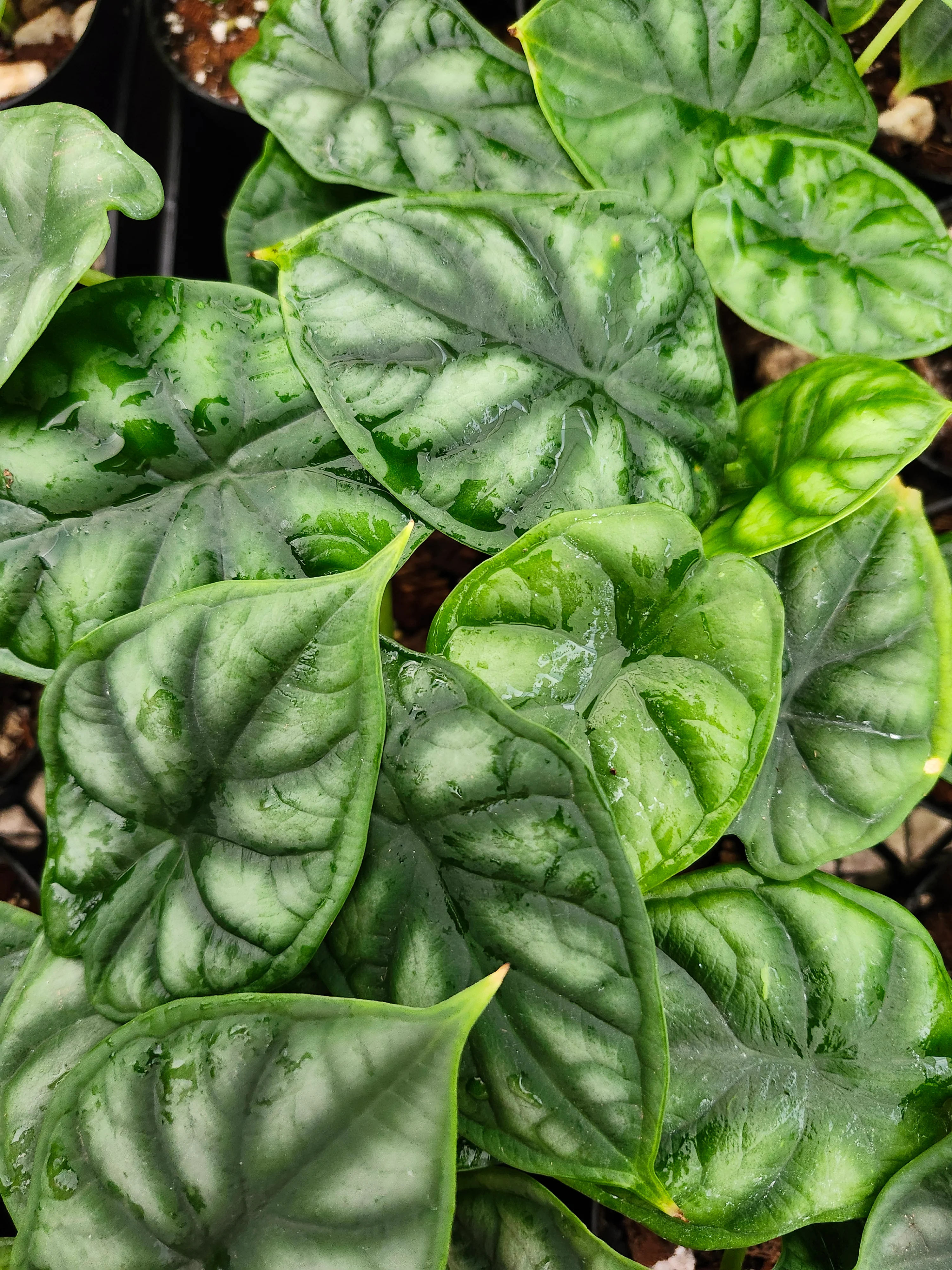 Alocasia  Dragon Scale - Image 4