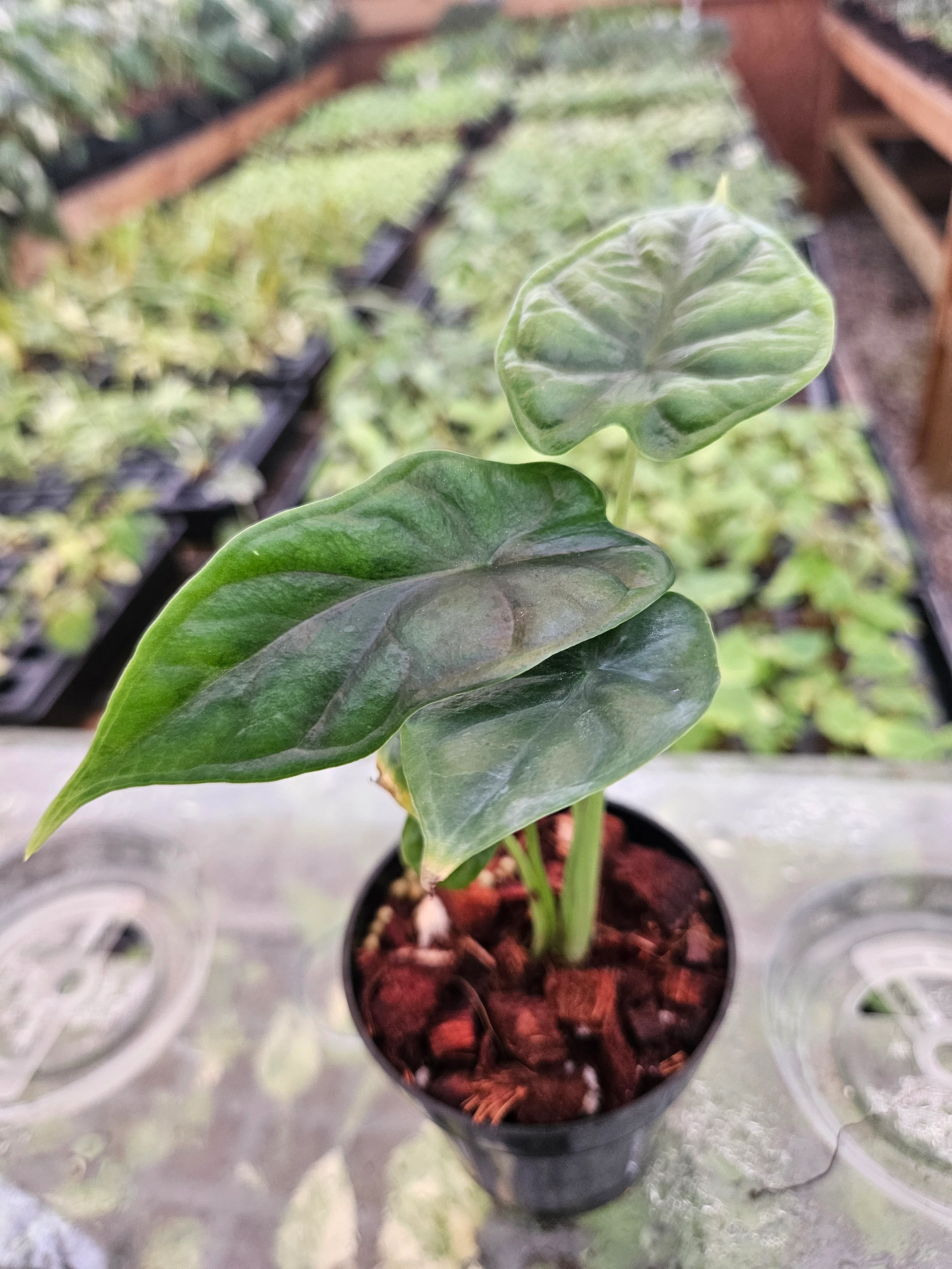 Alocasia  Dragon Scale - Image 5