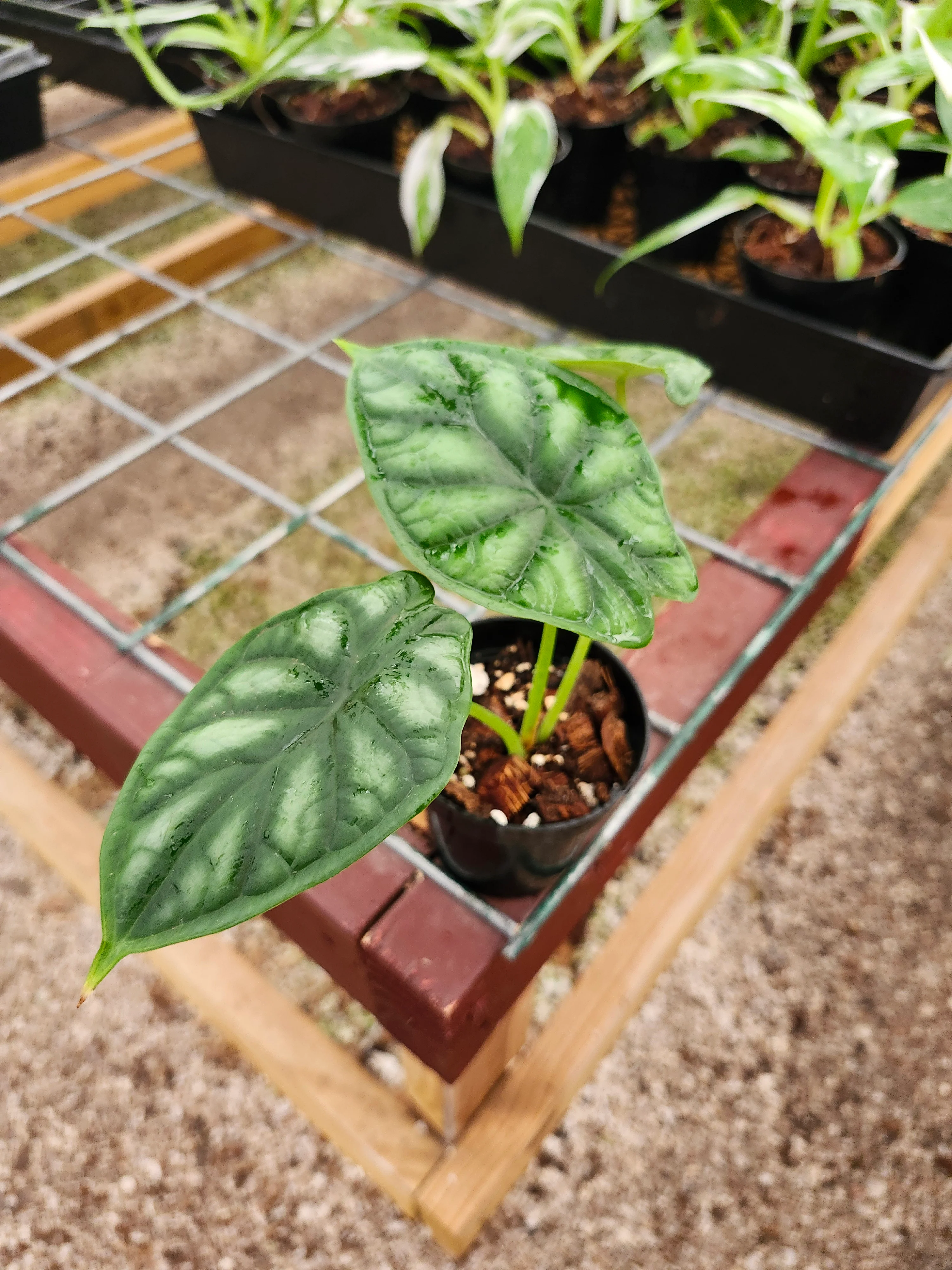 Alocasia  Dragon Scale - Image 6