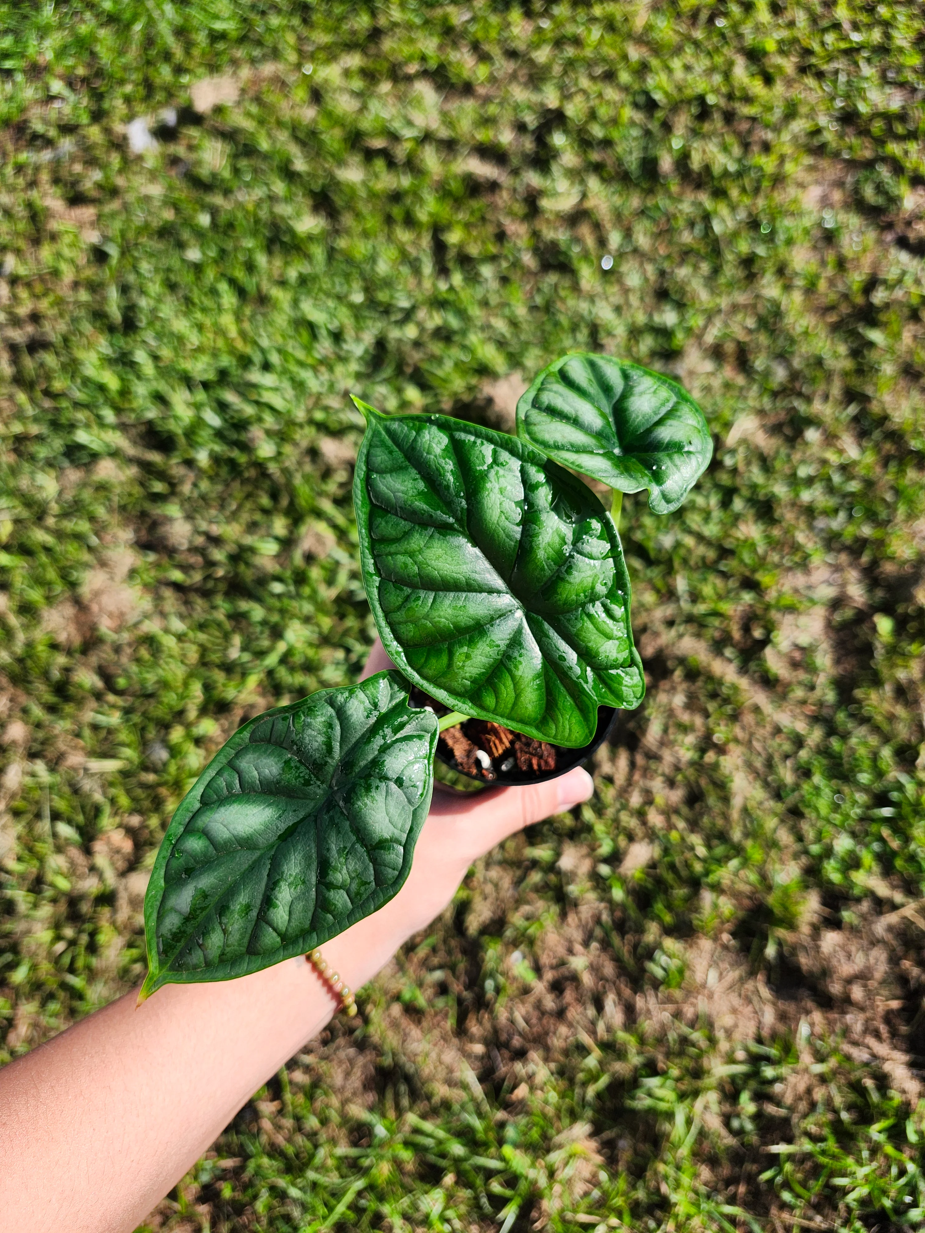 Alocasia  Dragon Scale - Image 7