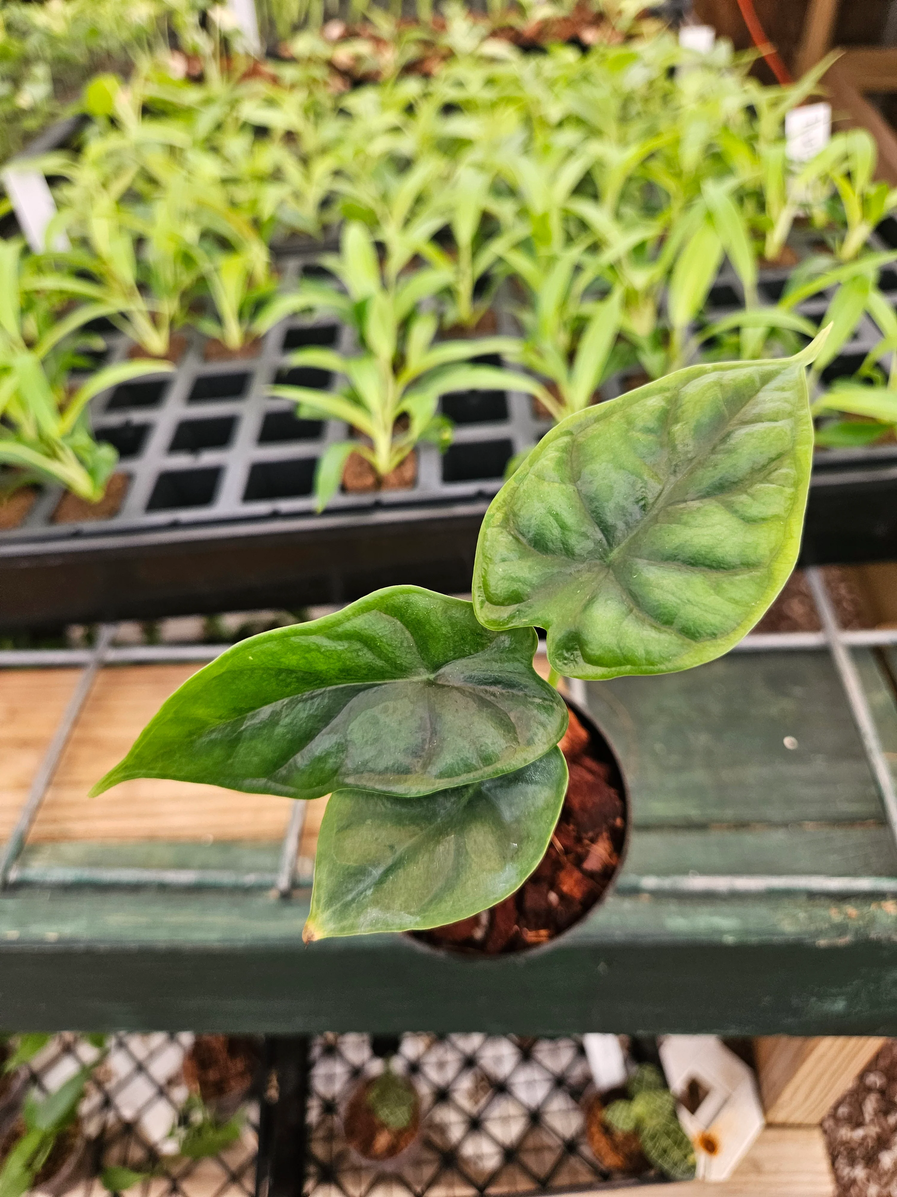 Alocasia  Dragon Scale - Image 8