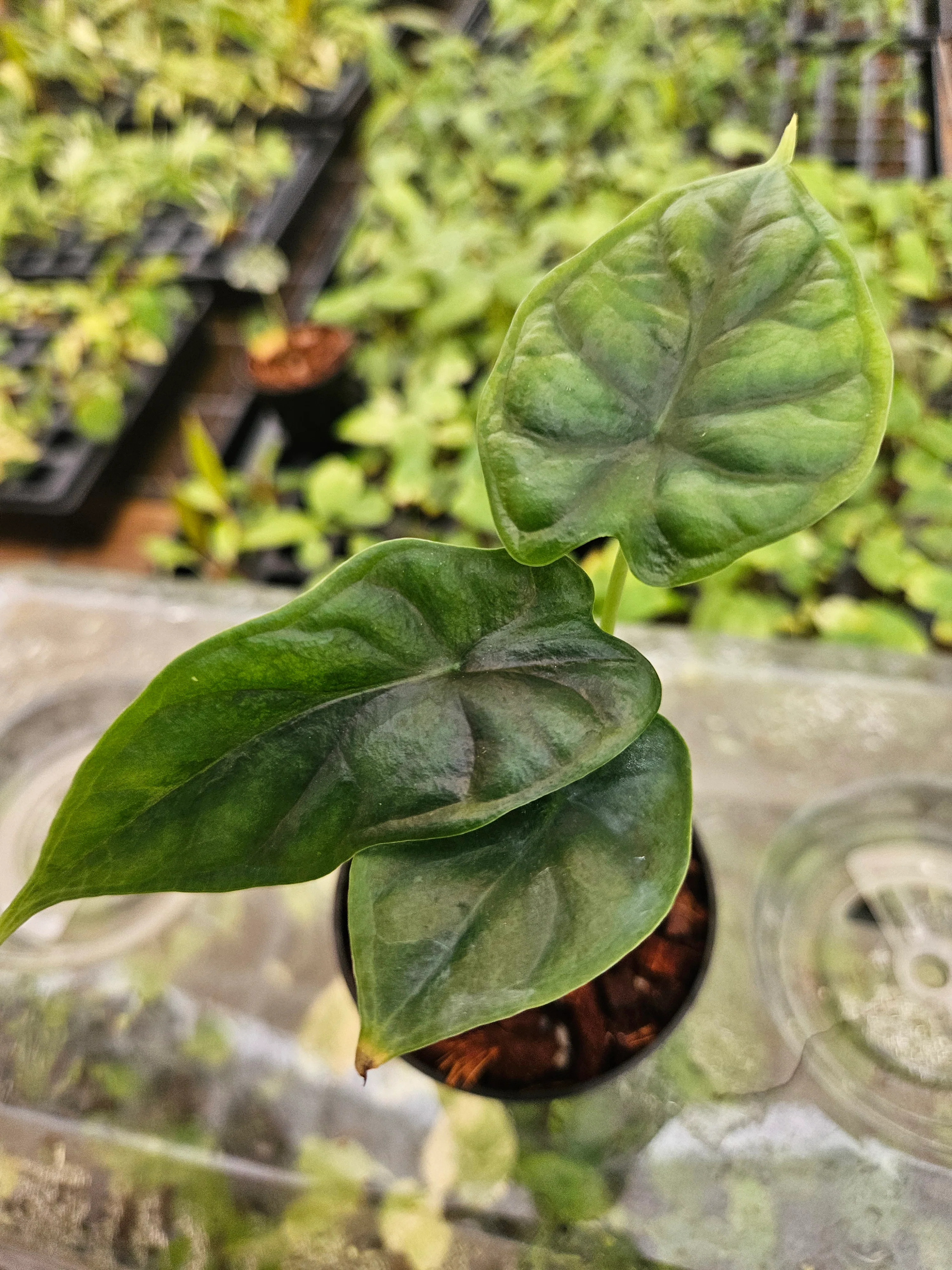 Alocasia  Dragon Scale - Image 9