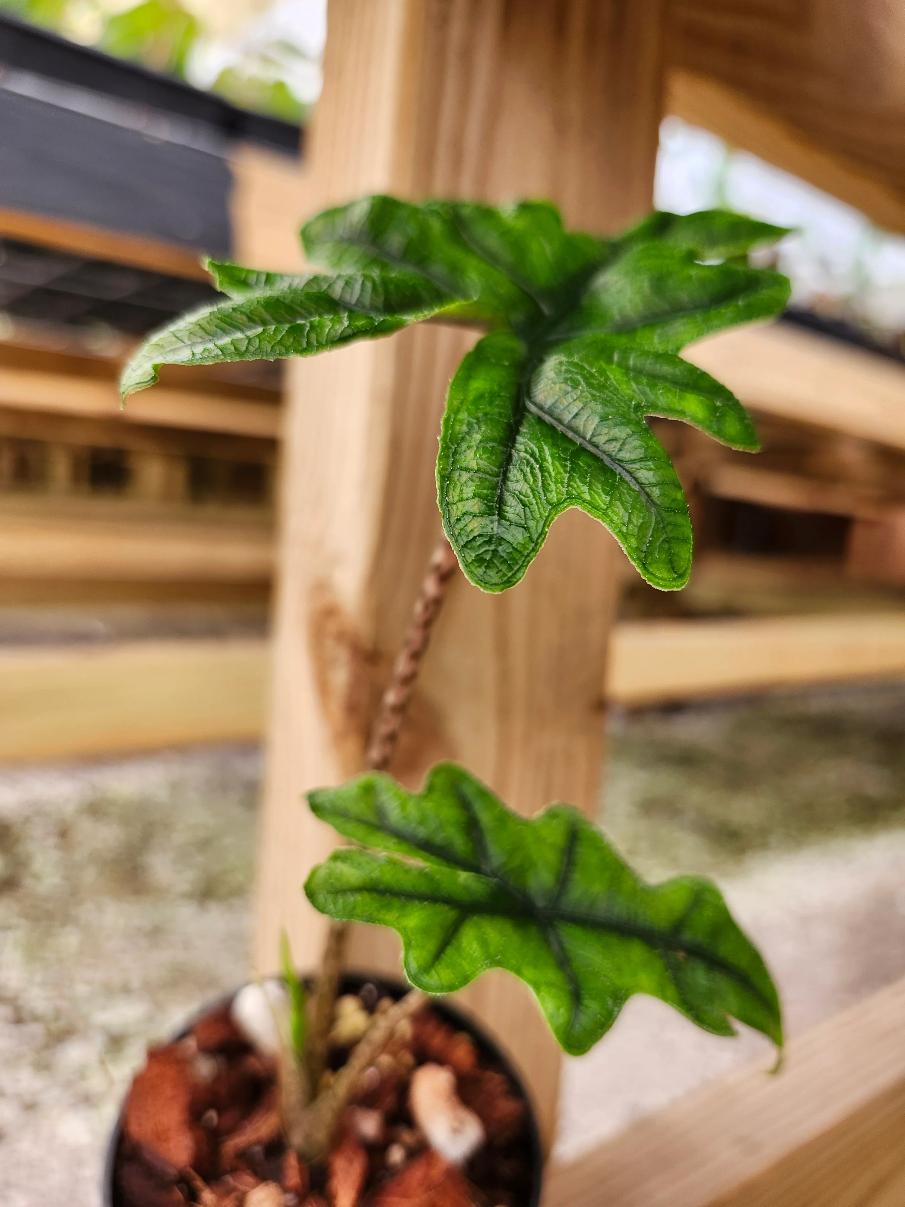 Alocasia Jacklyn - Image 10