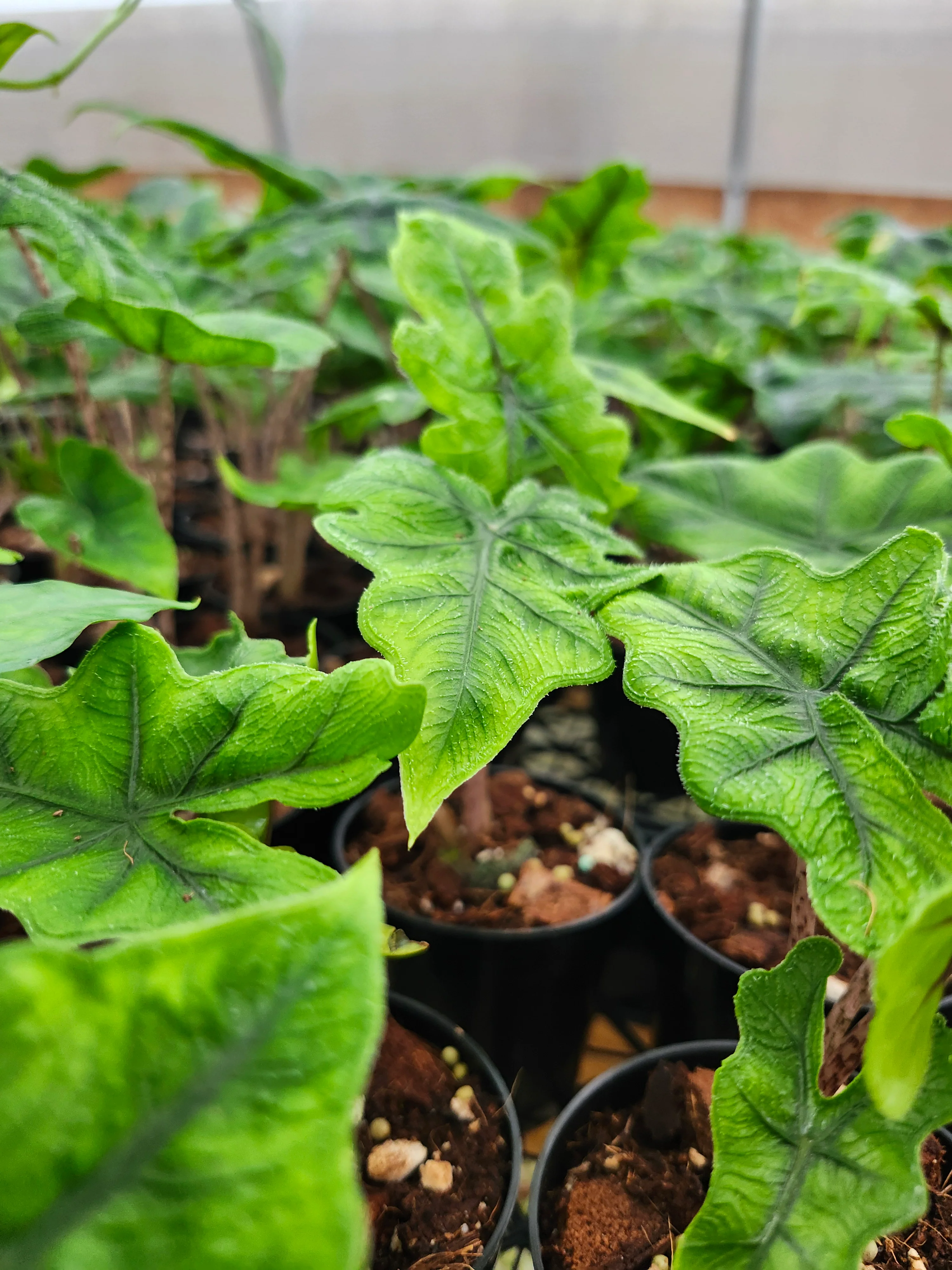 Alocasia Jacklyn - Image 11