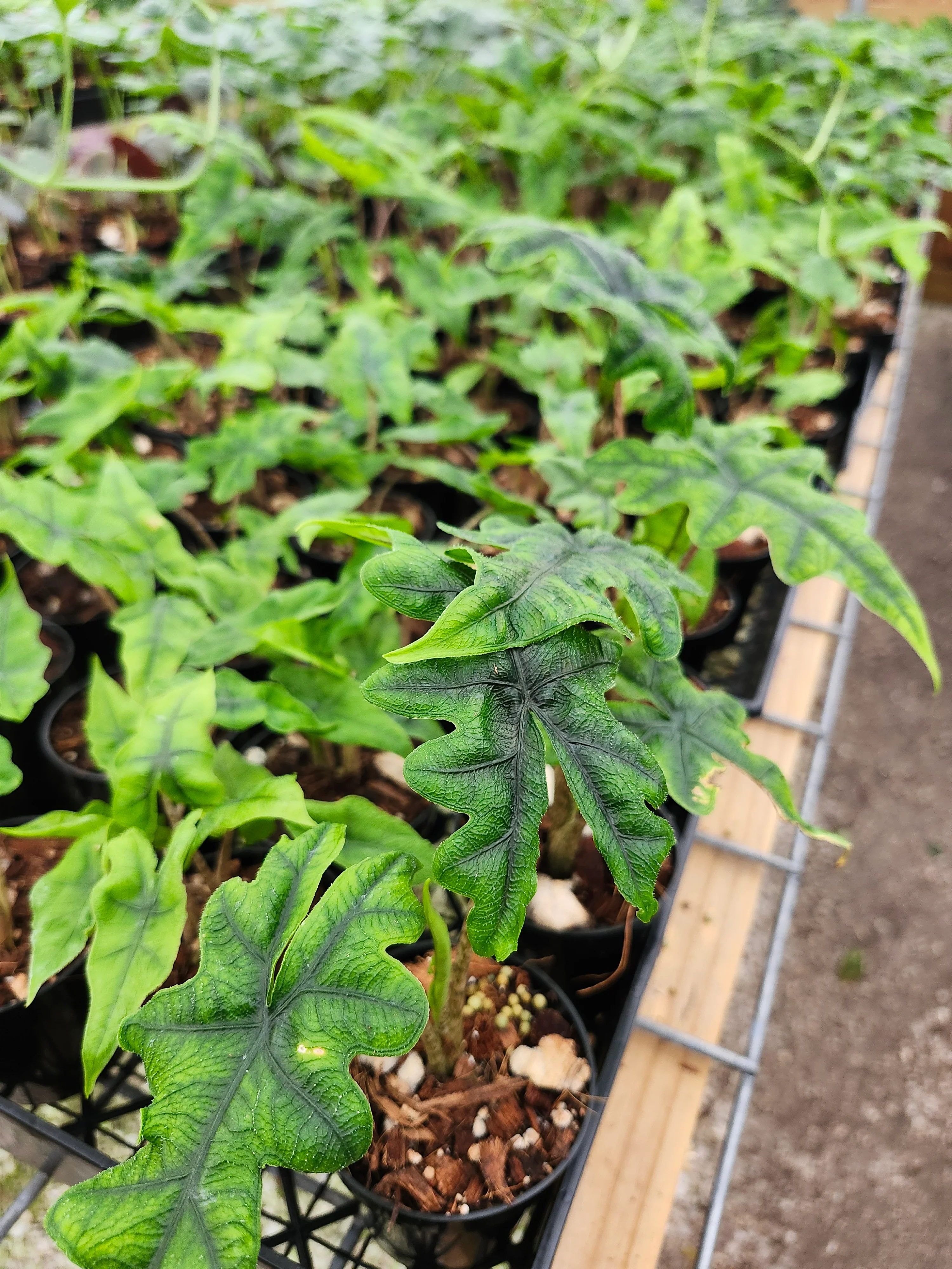 Alocasia Jacklyn - Image 12