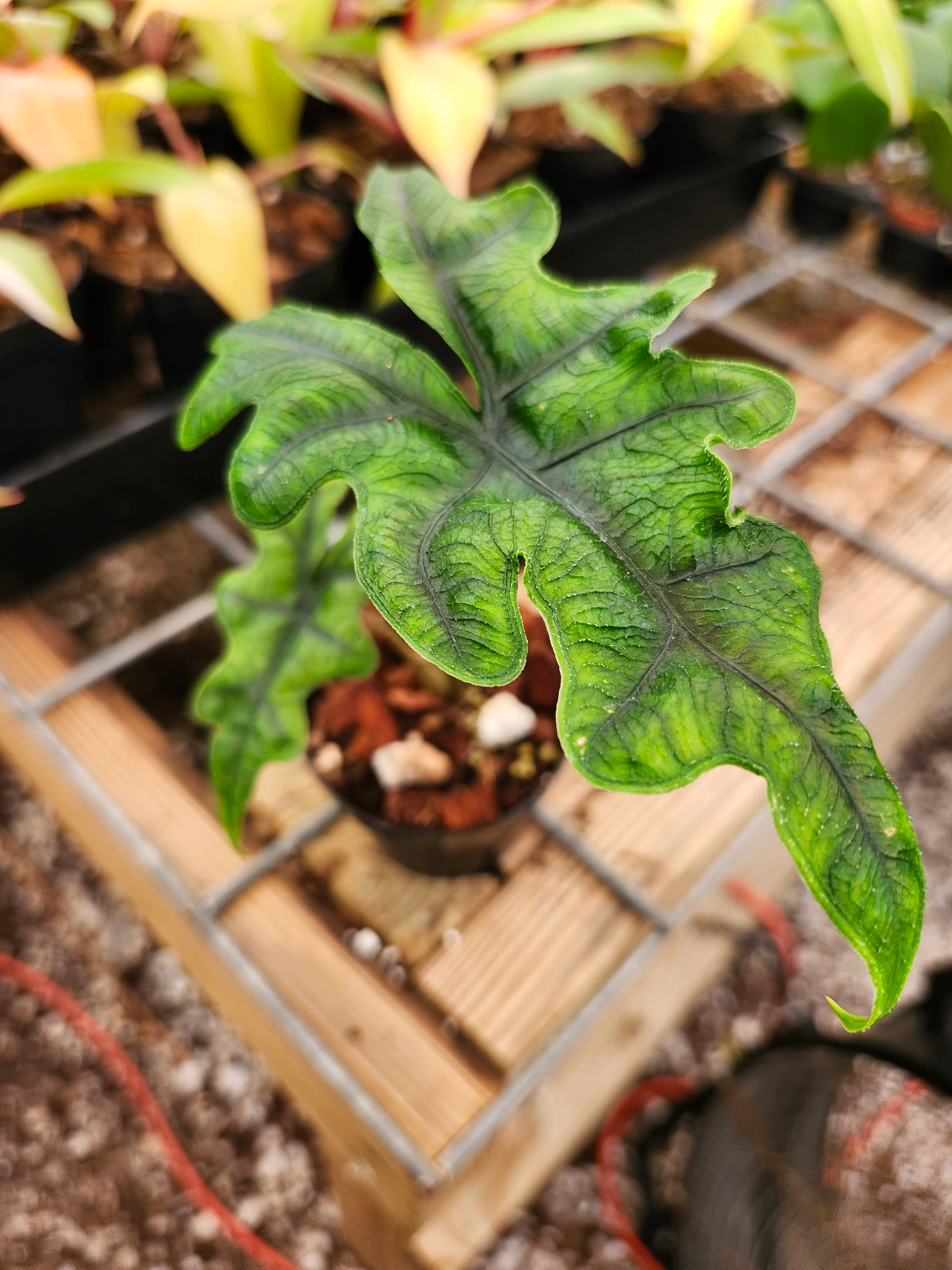 Alocasia Jacklyn - Image 13