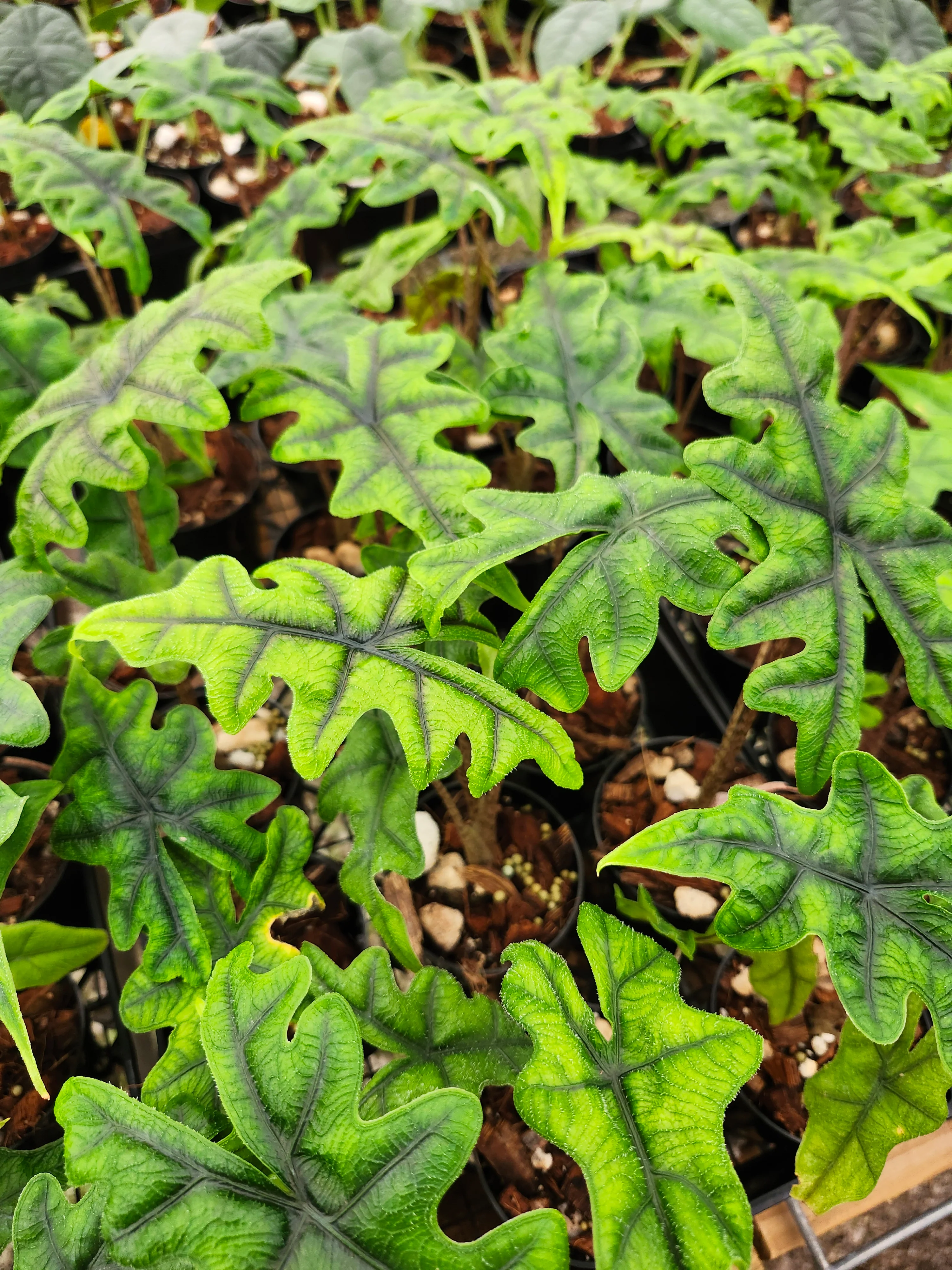 Alocasia Jacklyn - Image 14