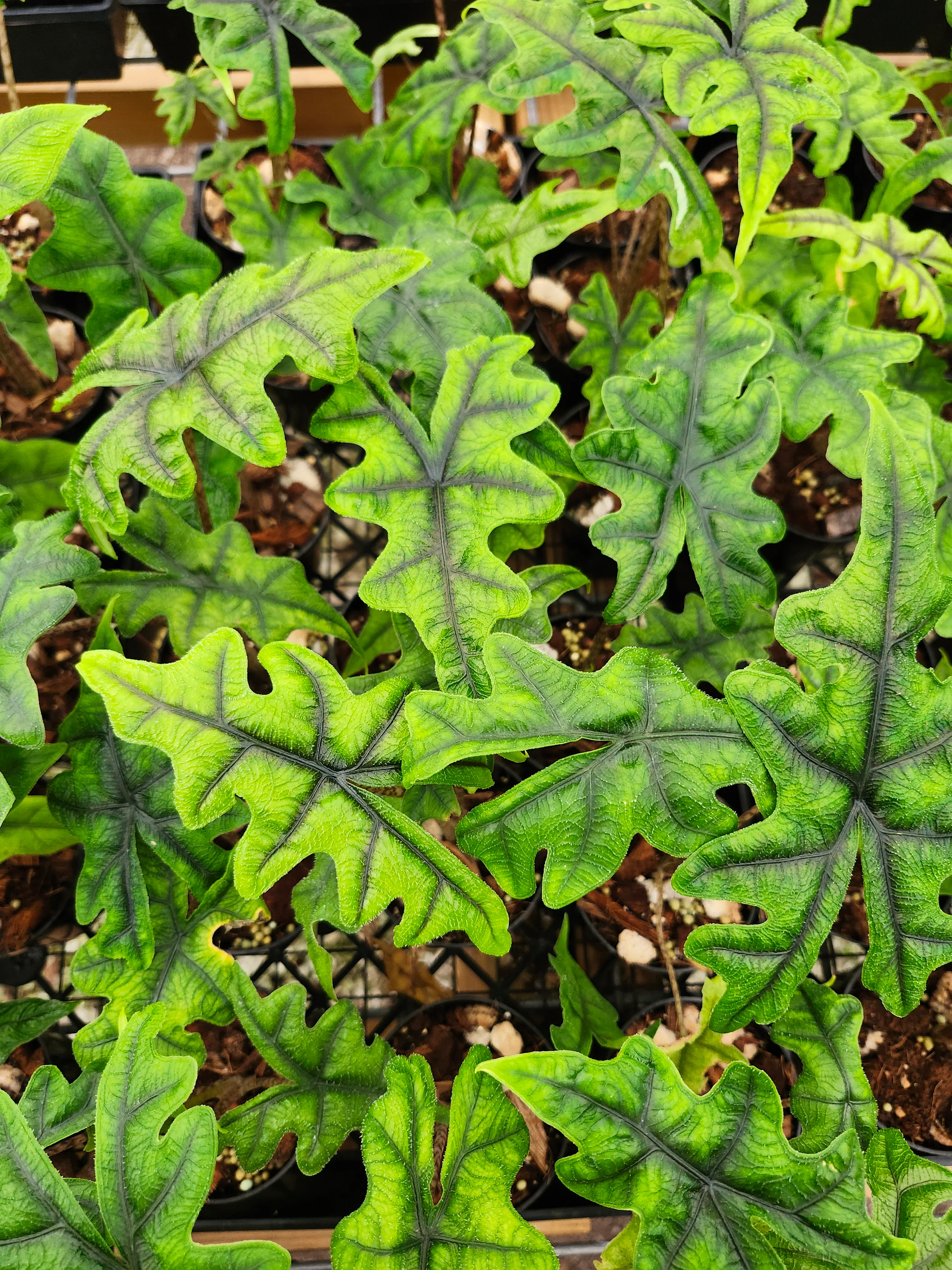 Alocasia Jacklyn - Image 3