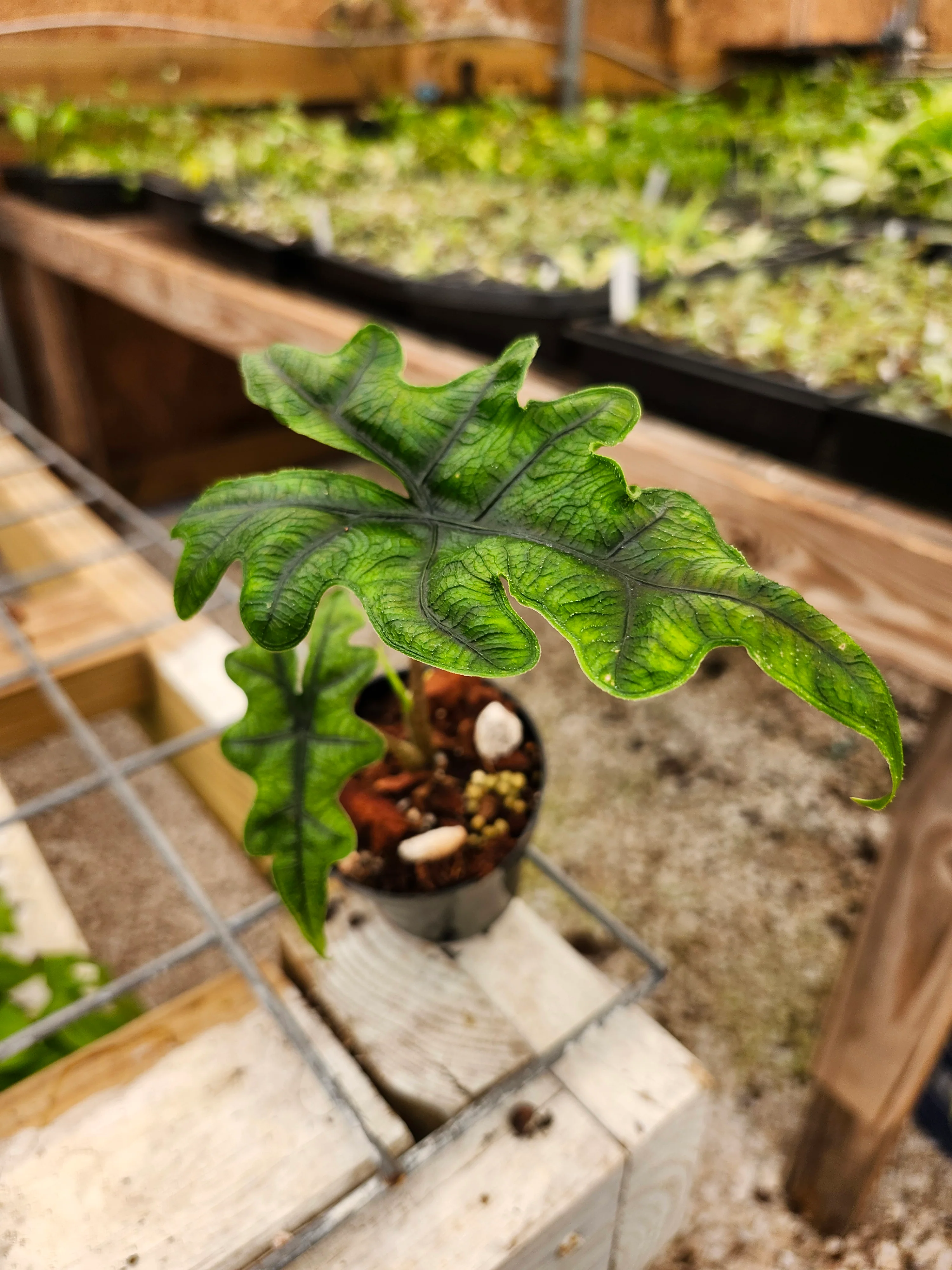 Alocasia Jacklyn - Image 4