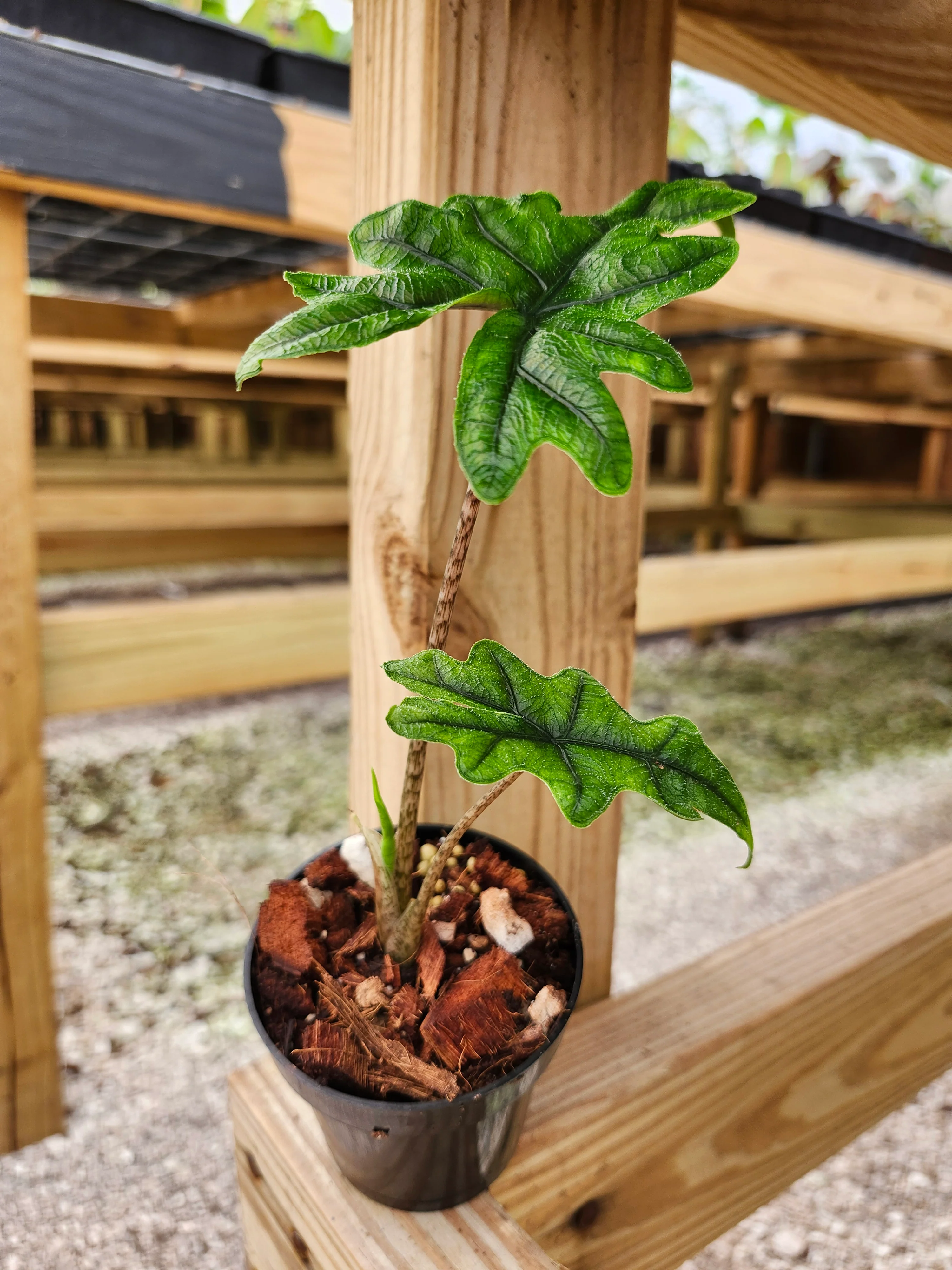 Alocasia Jacklyn - Image 5