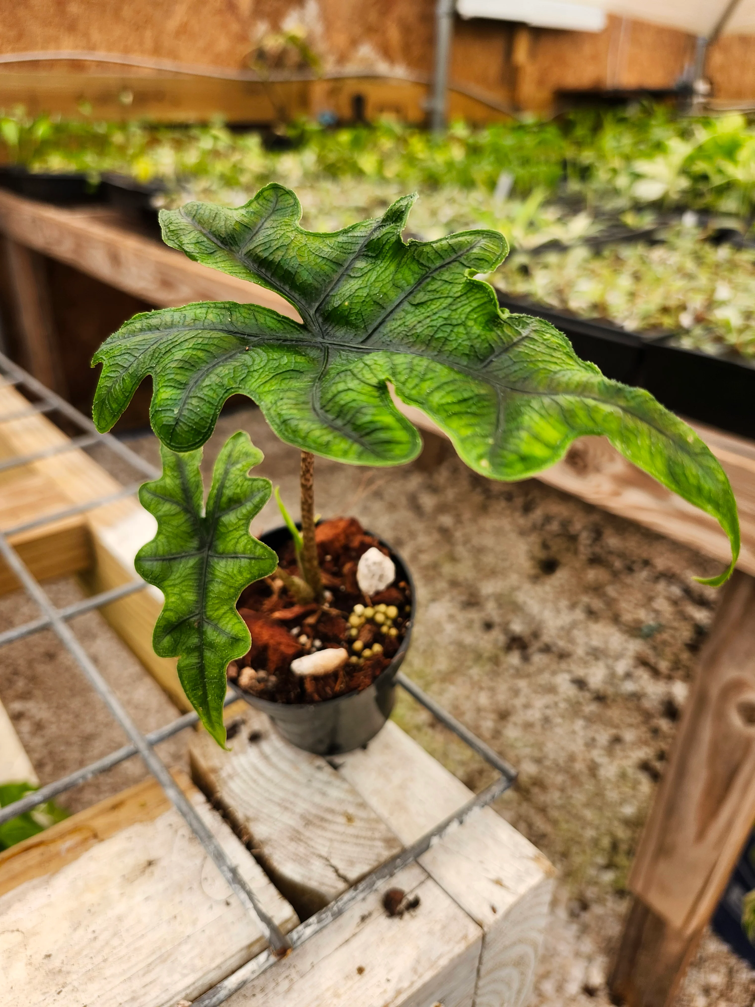 Alocasia Jacklyn - Image 6