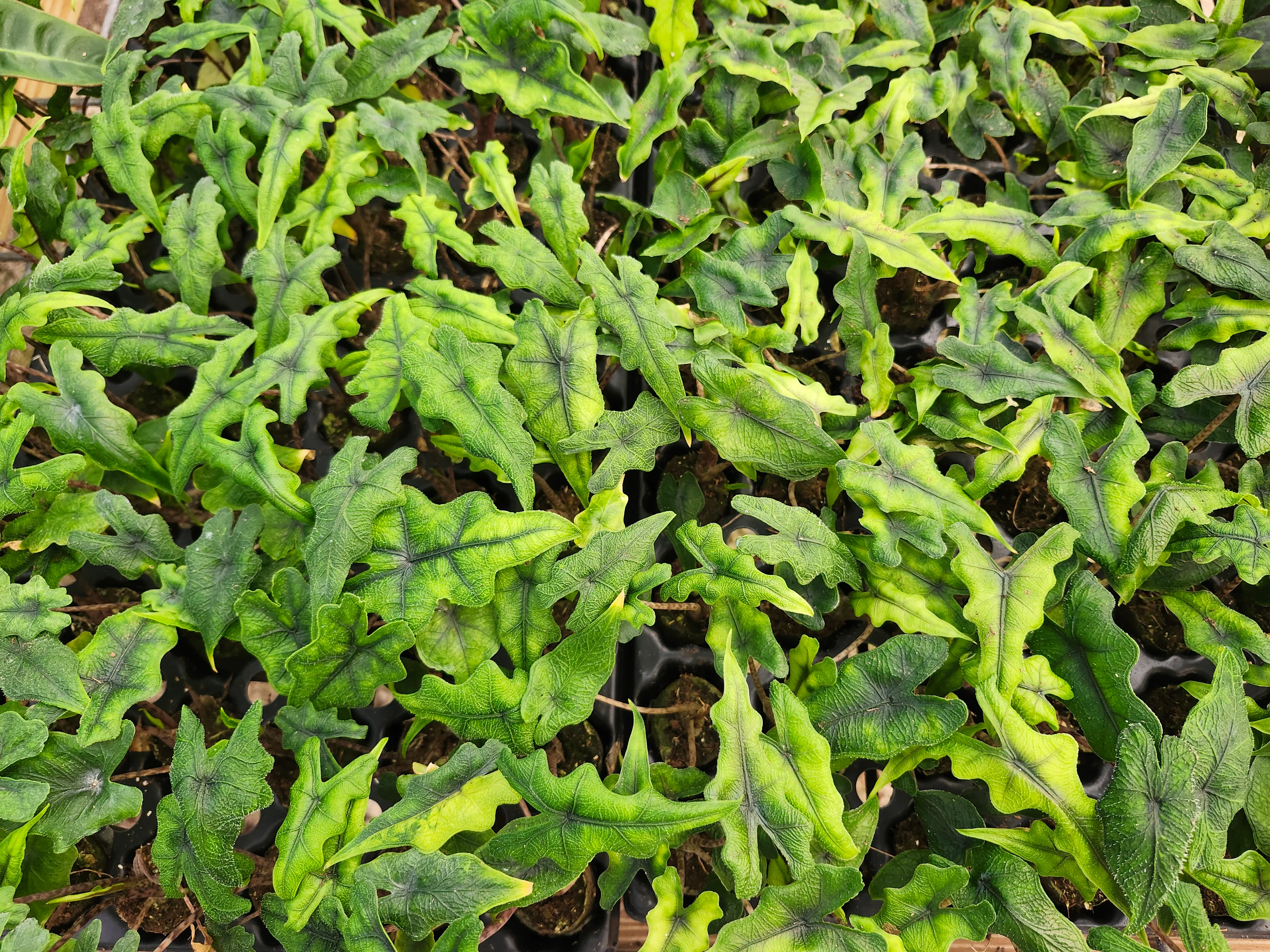 Alocasia Jacklyn - Image 7