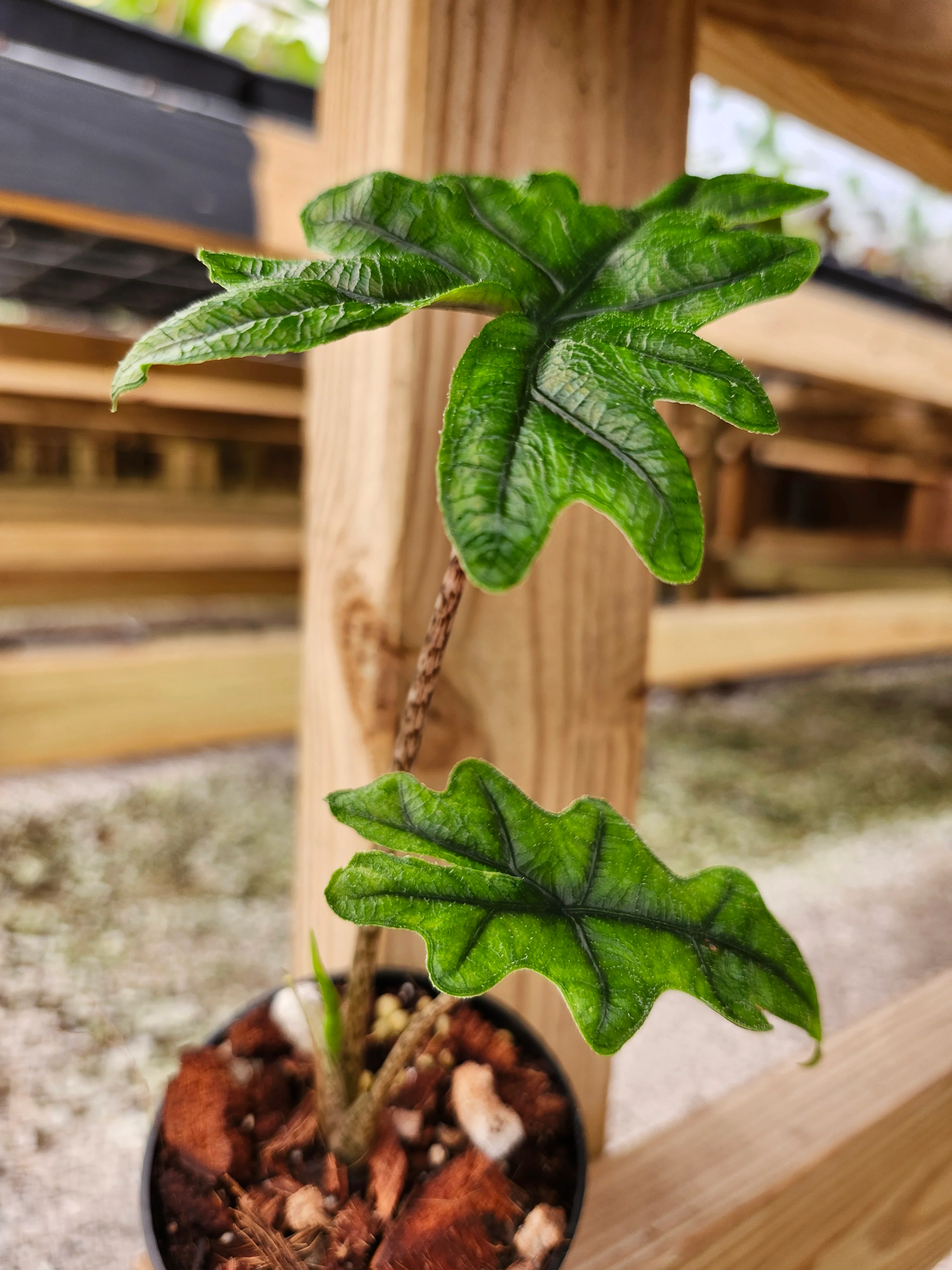 Alocasia Jacklyn - Image 8