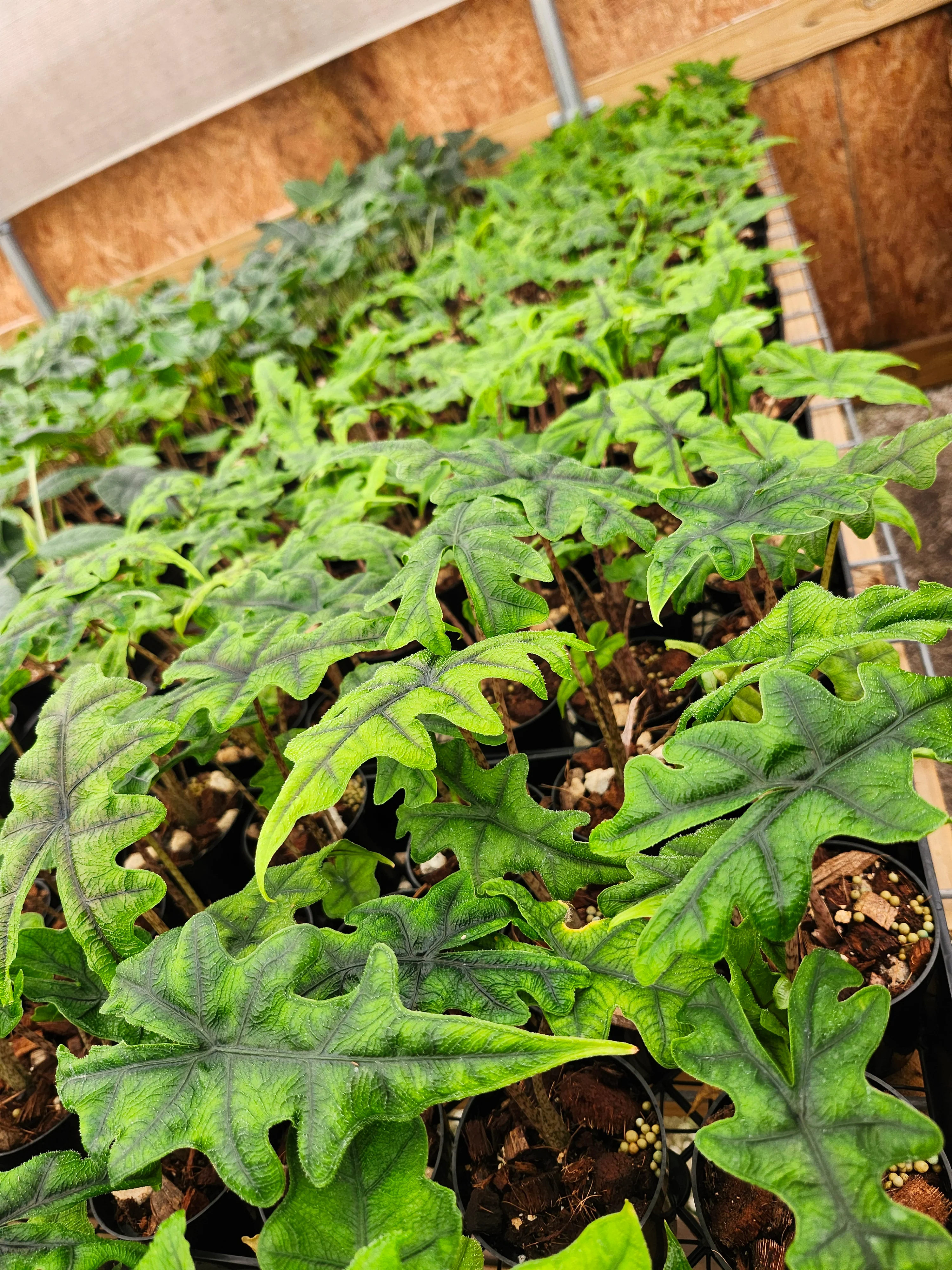 Alocasia Jacklyn - Image 9