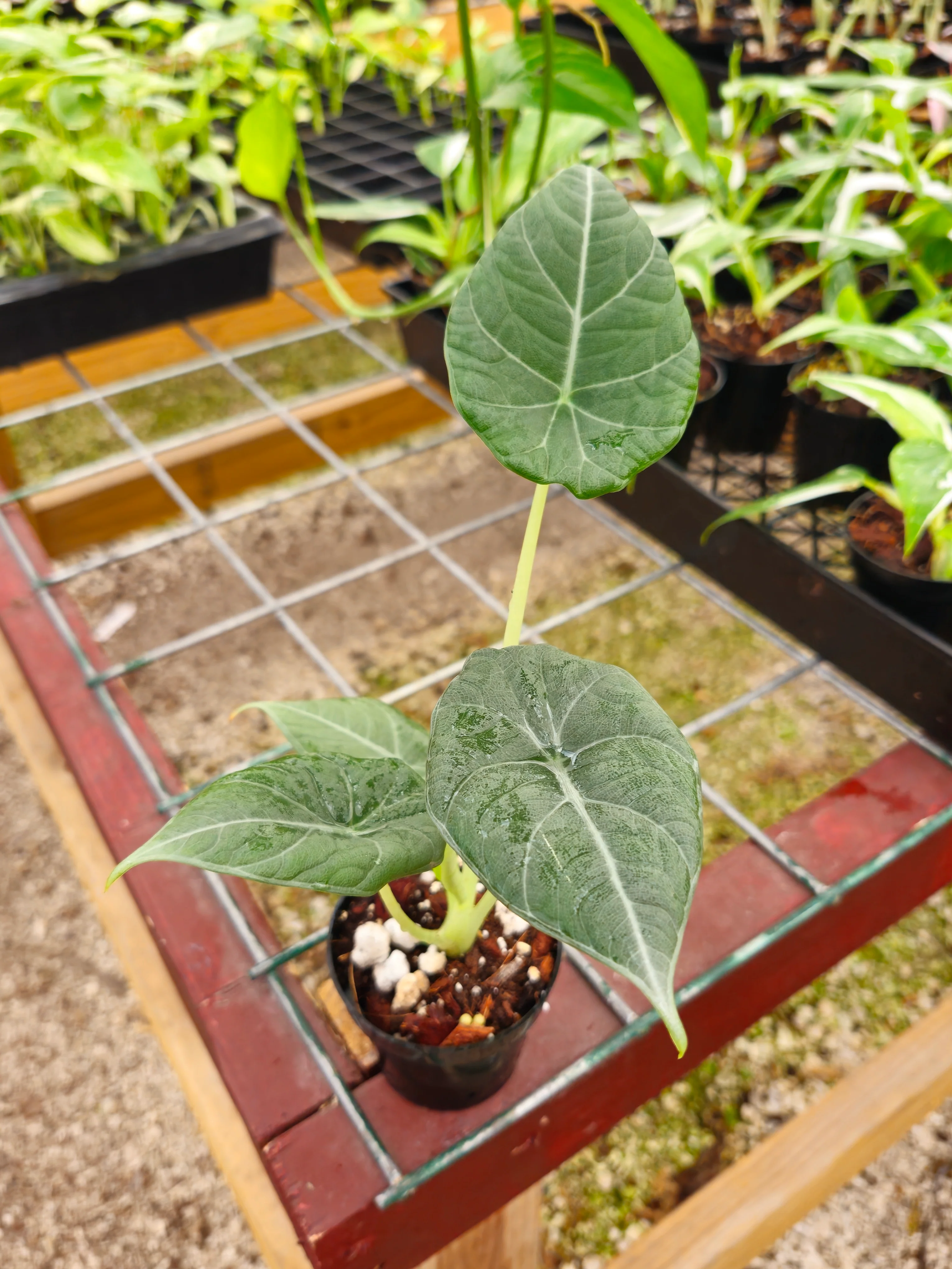 Alocasia Maharani - Image 3