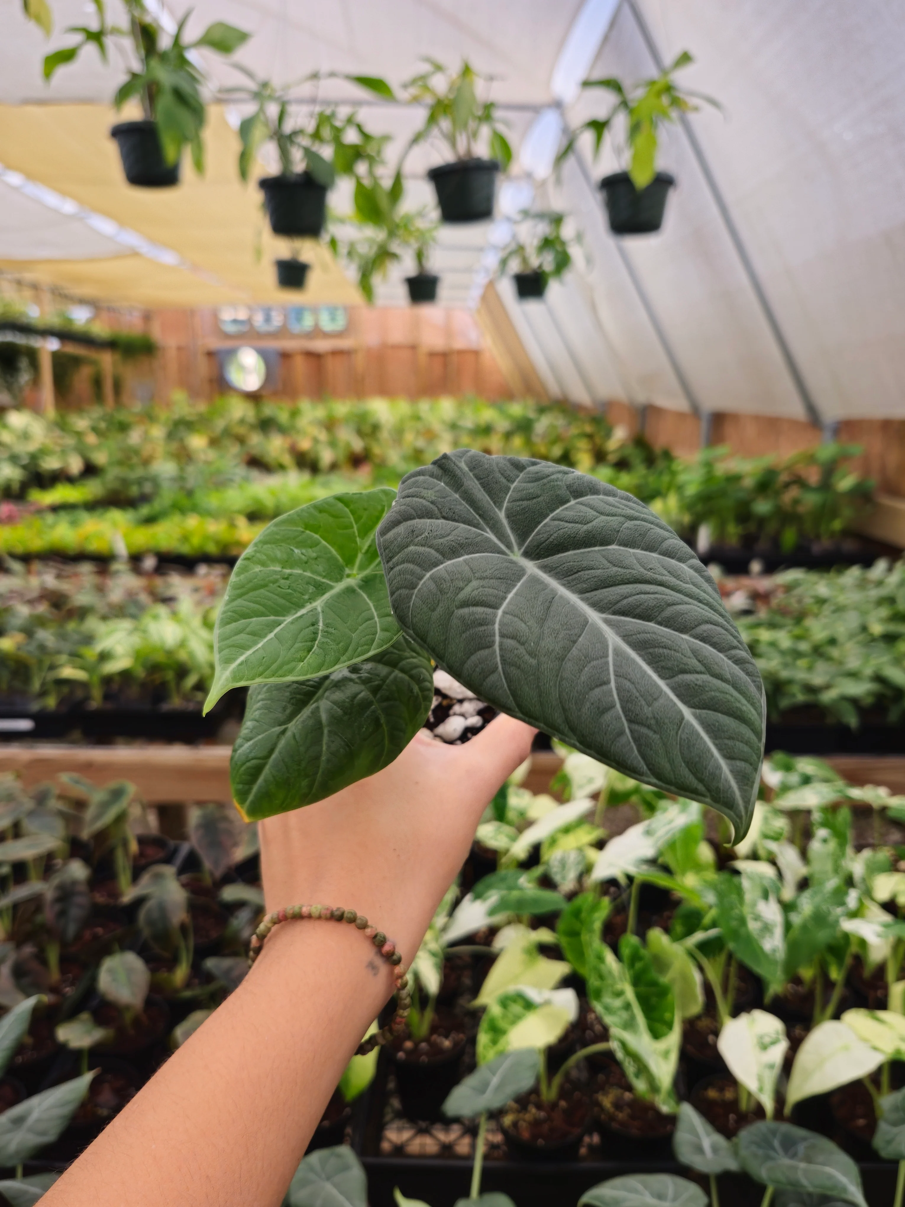 Alocasia Maharani - Image 4