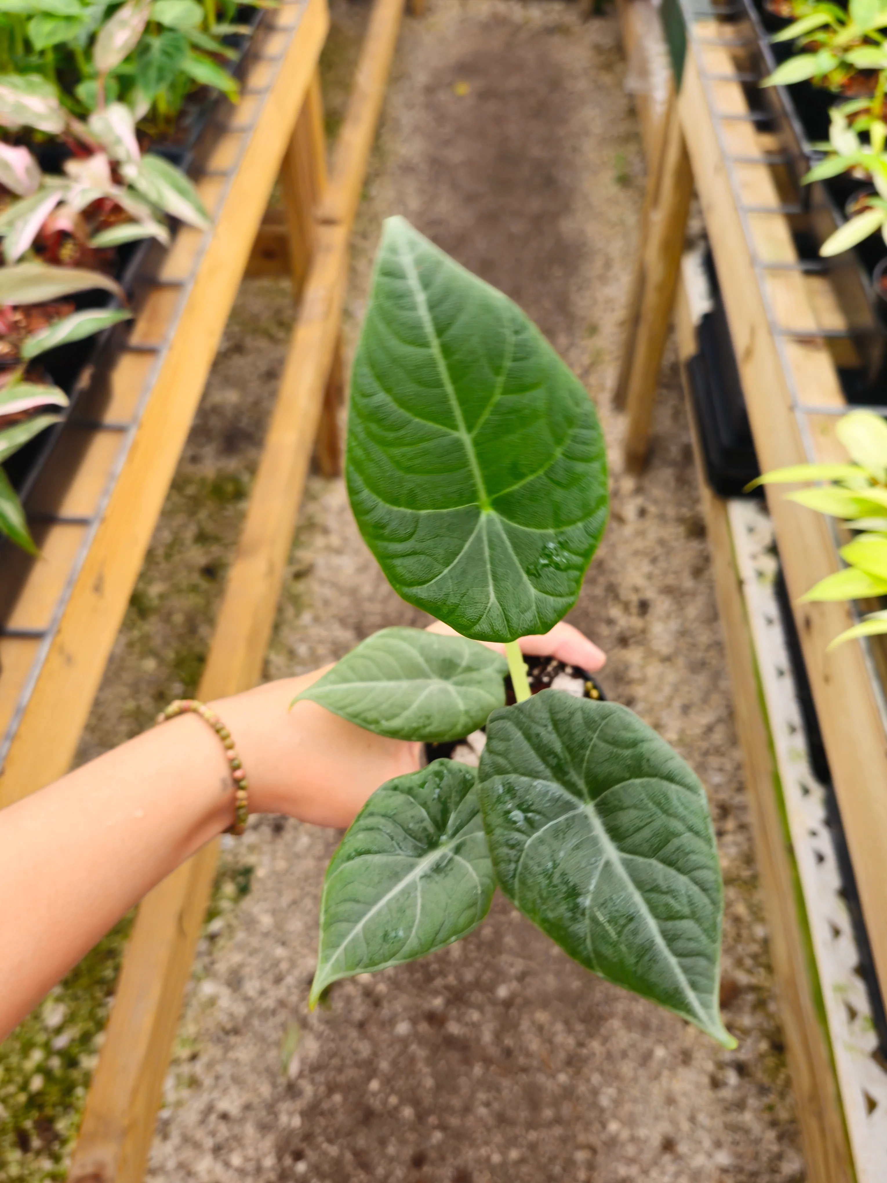 Alocasia Maharani - Image 5