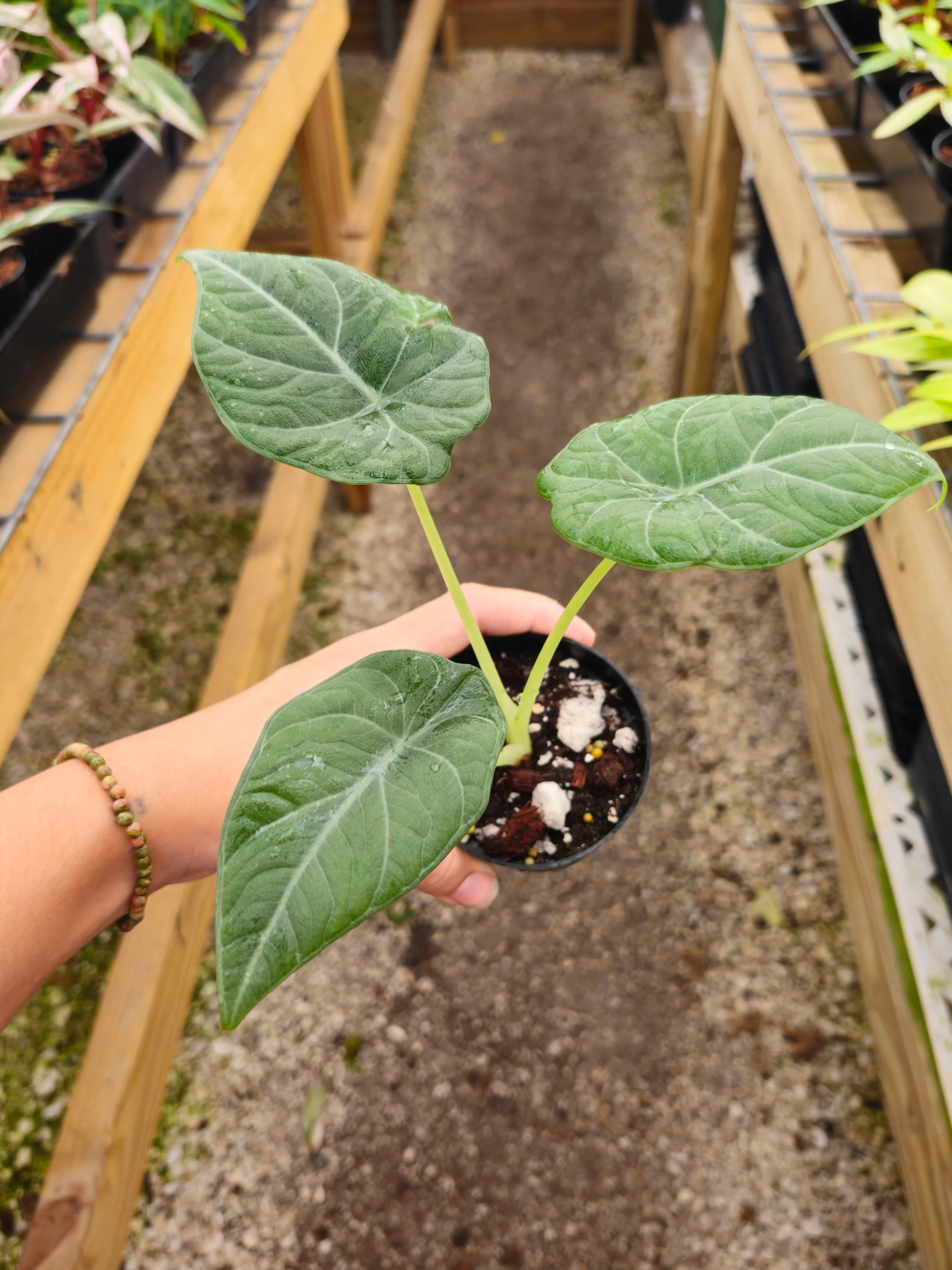 Alocasia Maharani - Image 7