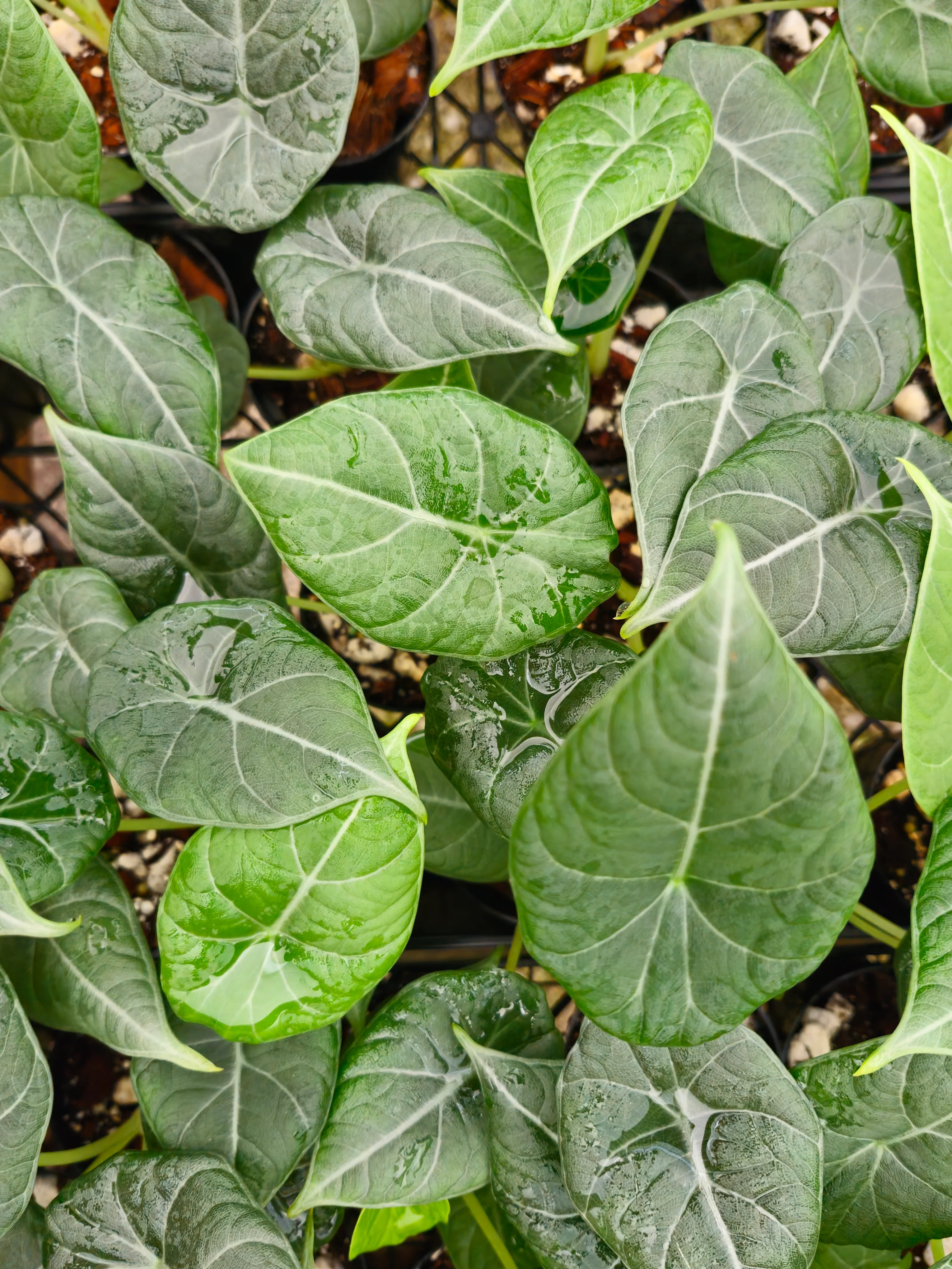 Alocasia Maharani - Image 8