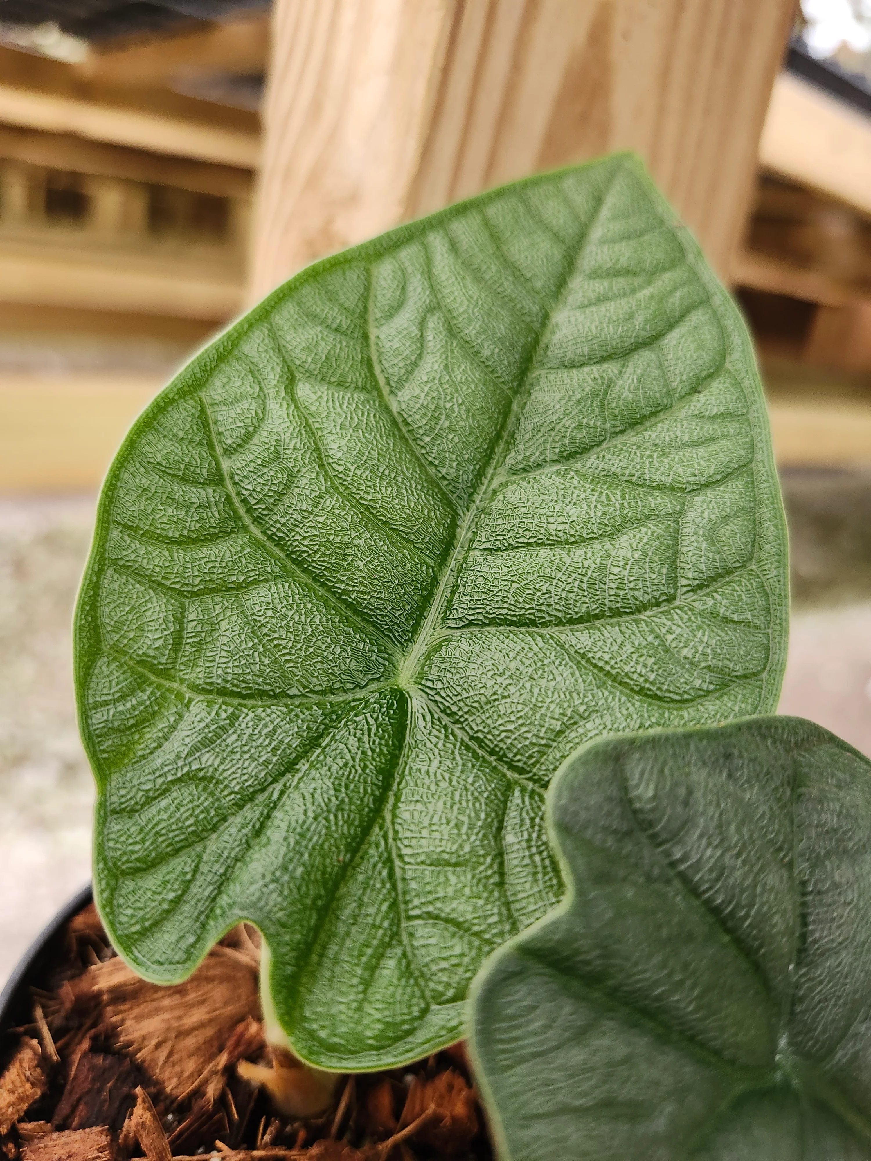 Alocasia Melo - Image 10