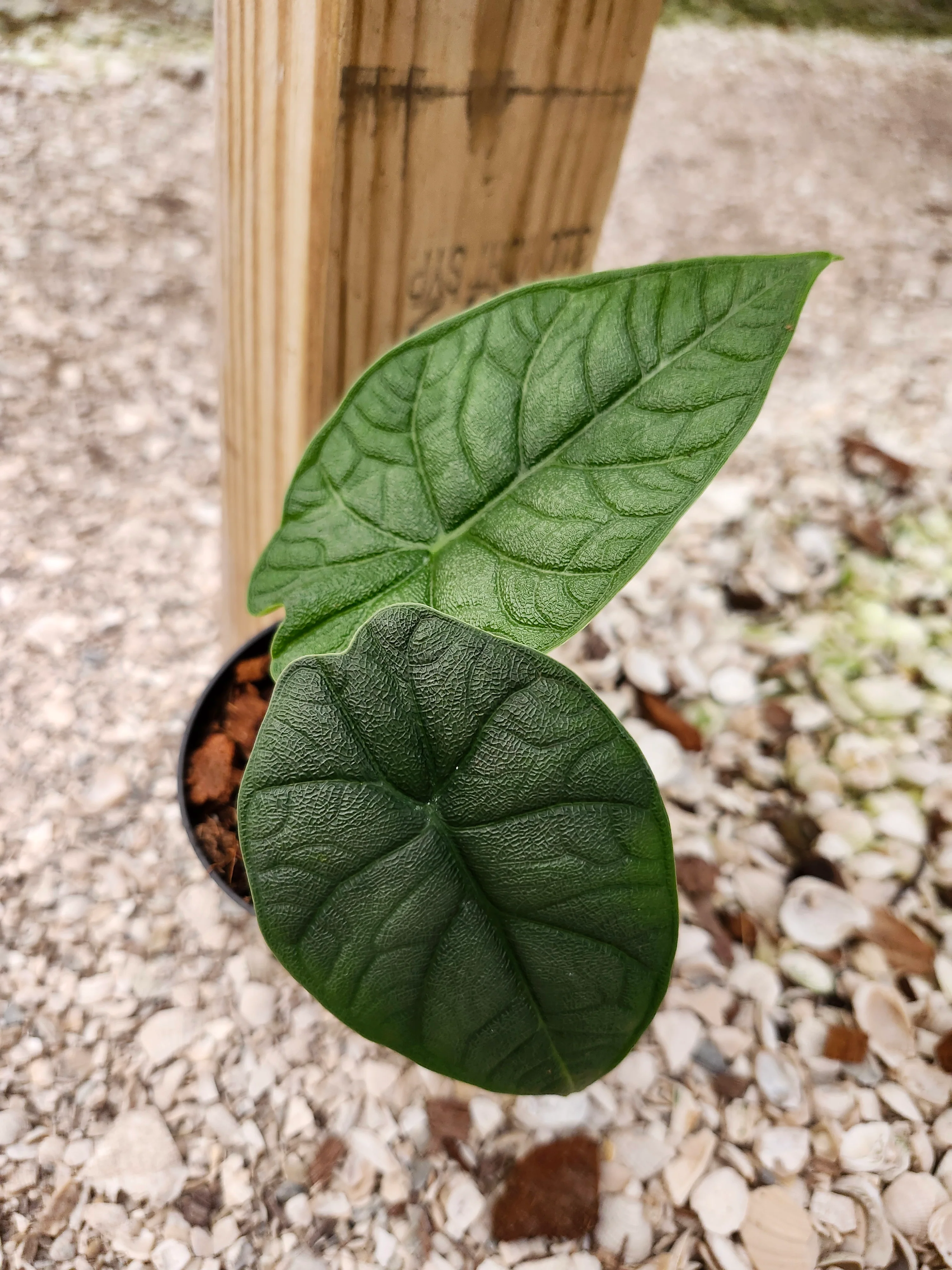 Alocasia Melo - Image 11