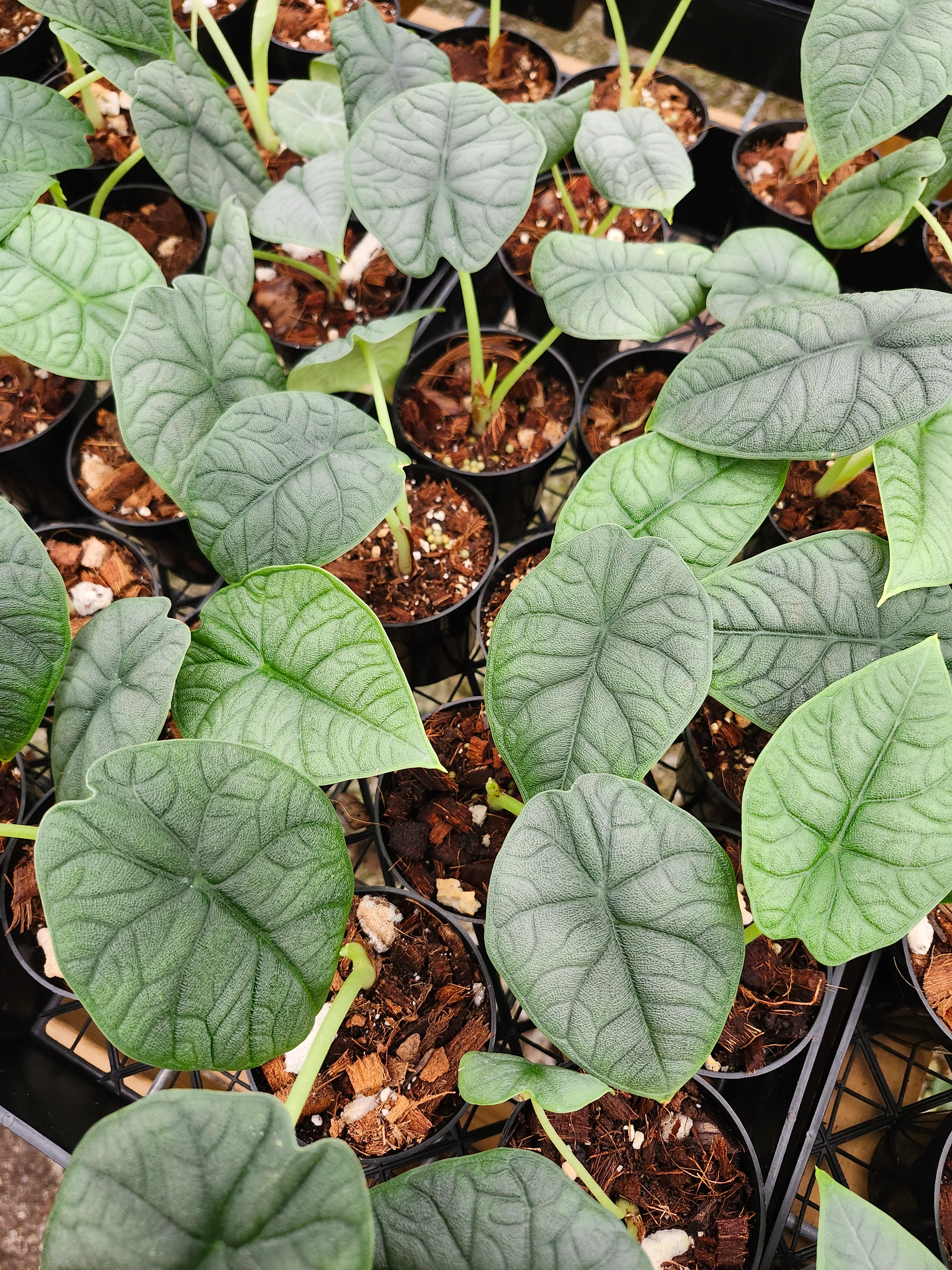 Alocasia Melo - Image 12