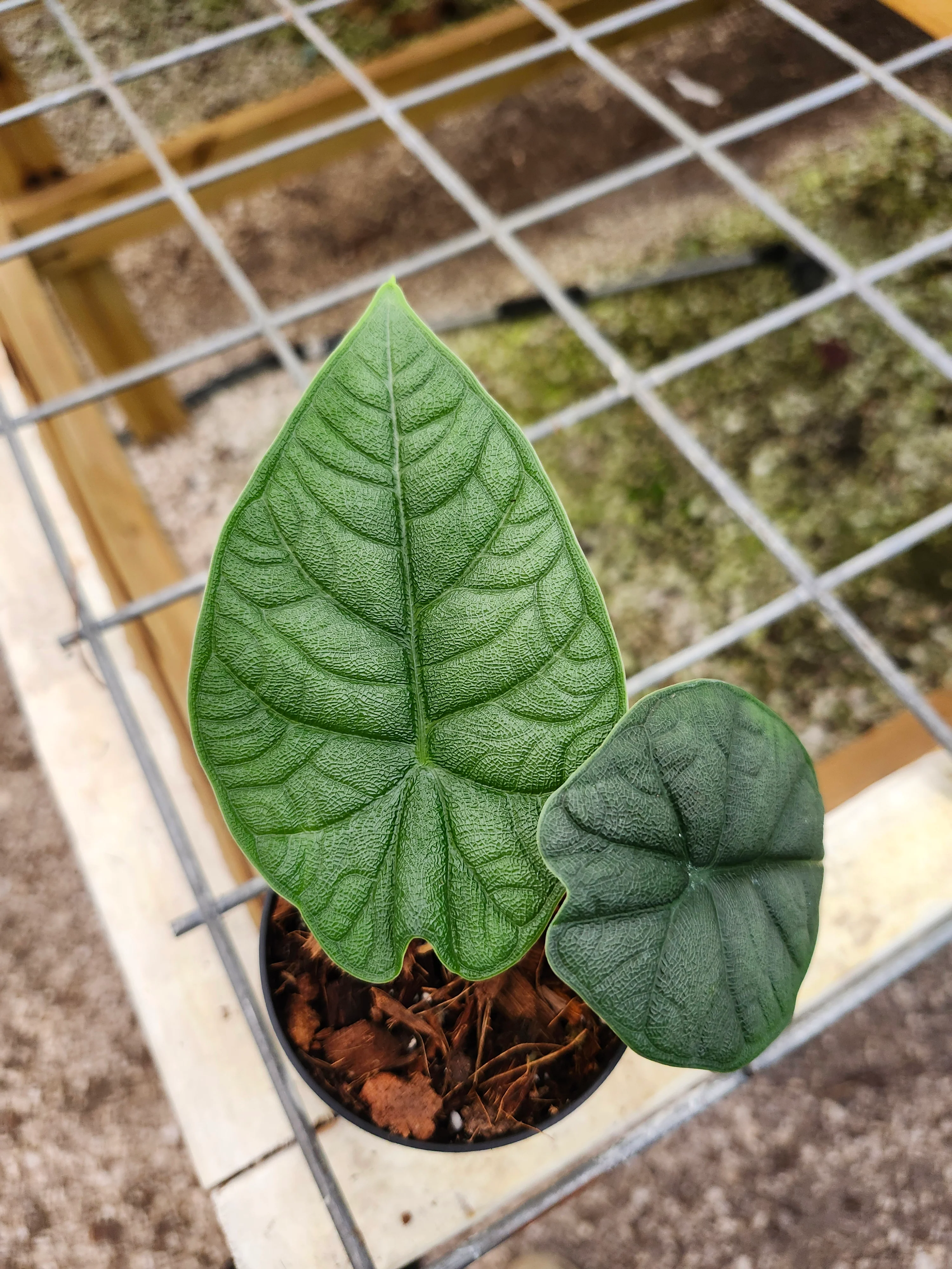 Alocasia Melo - Image 3