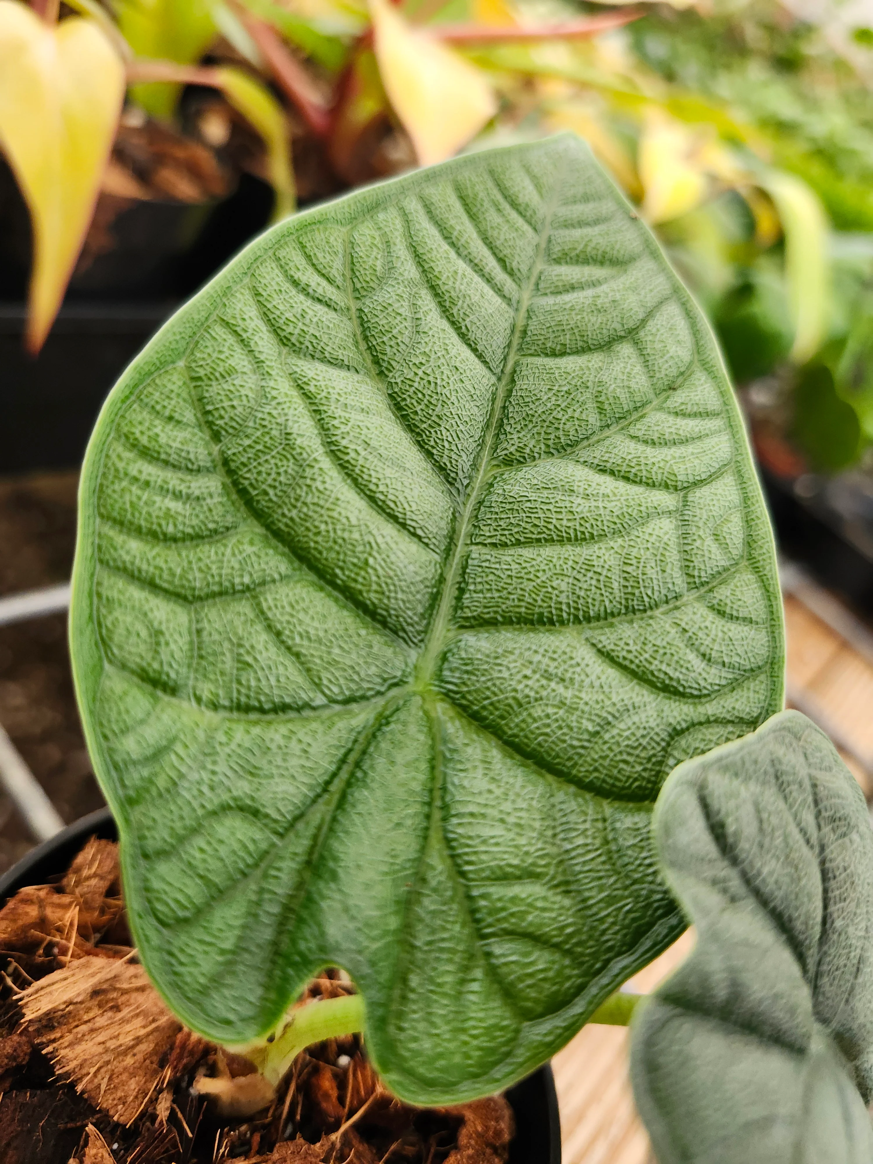 Alocasia Melo - Image 4