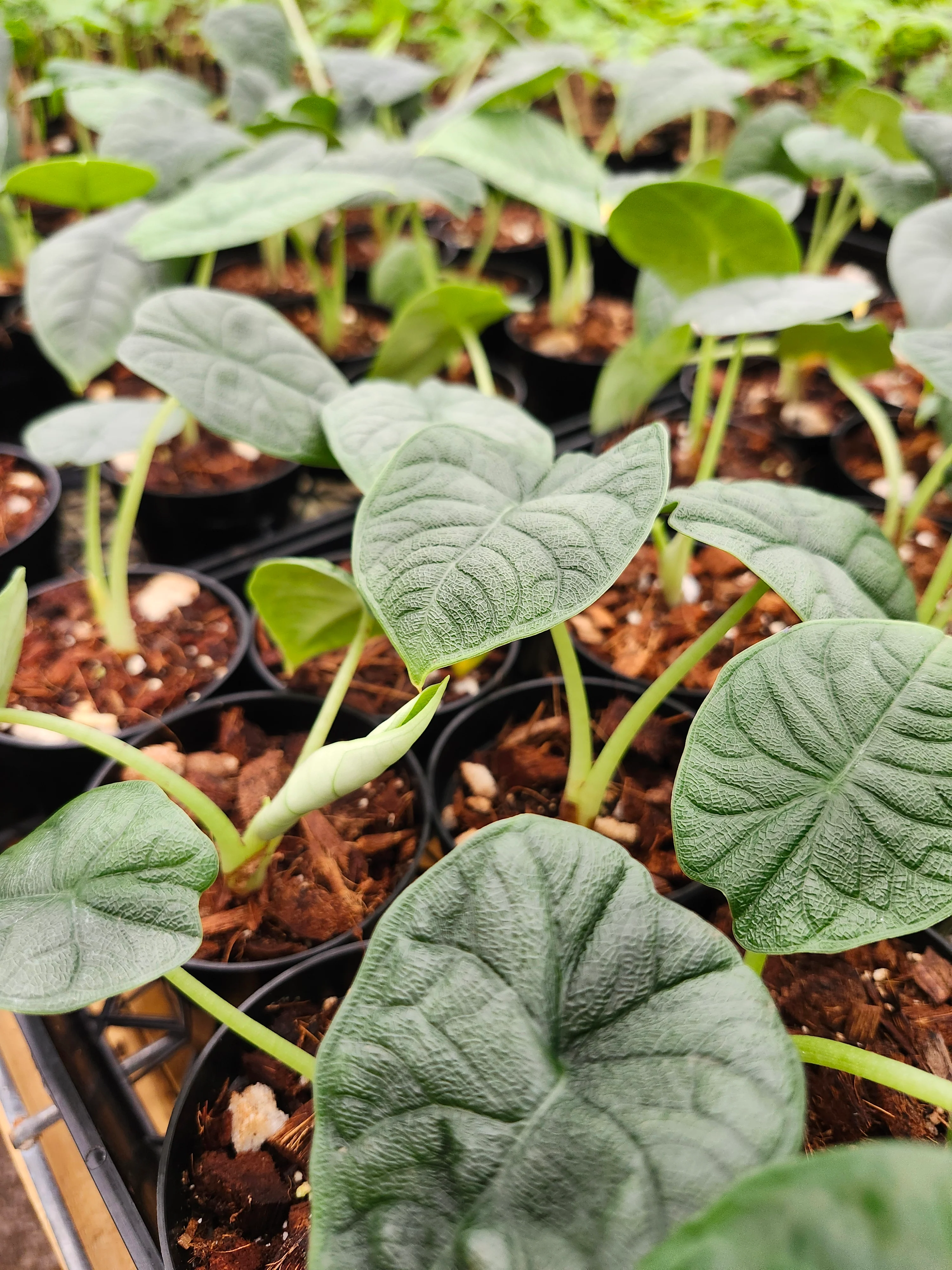 Alocasia Melo - Image 5