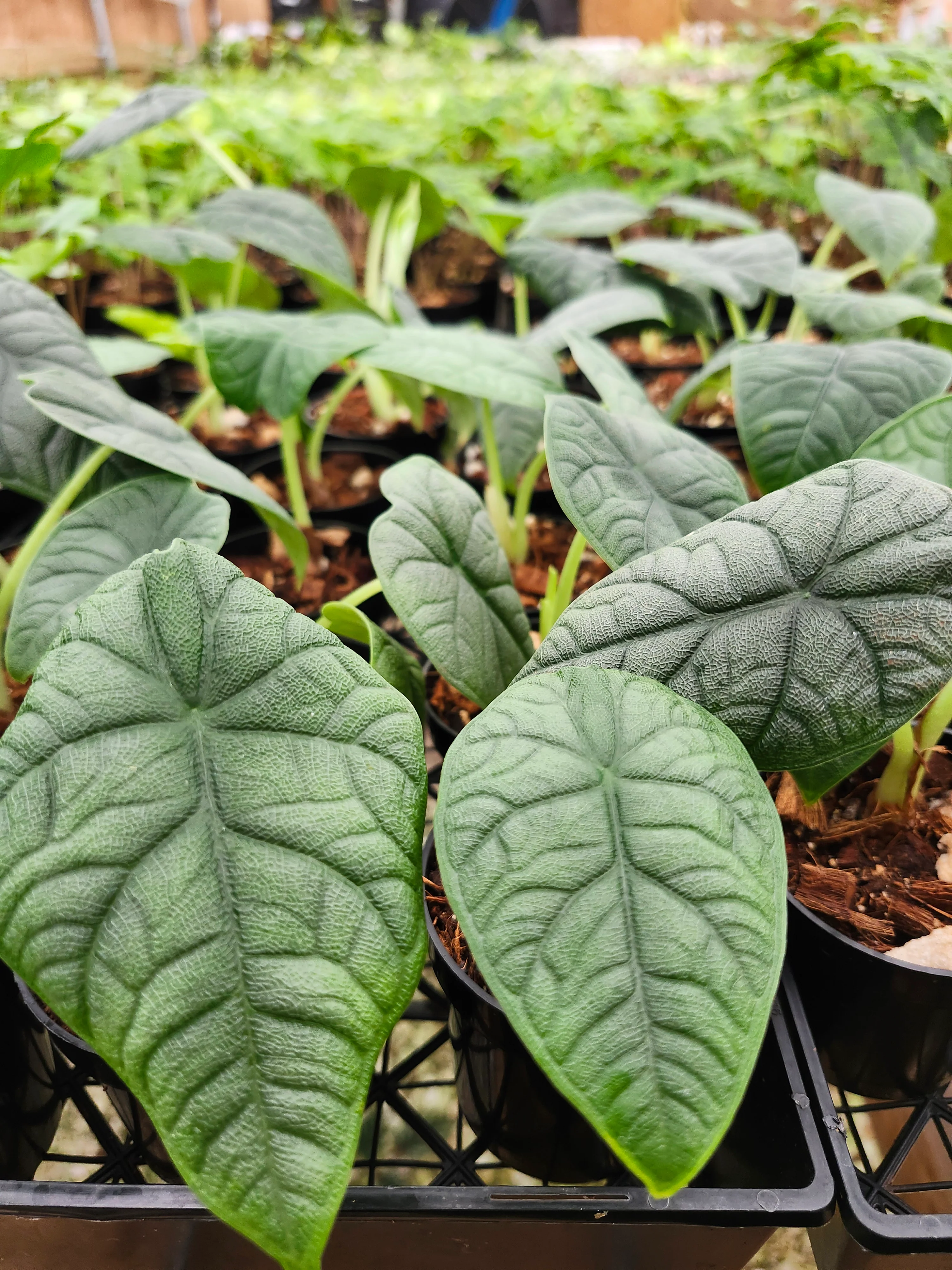 Alocasia Melo - Image 6