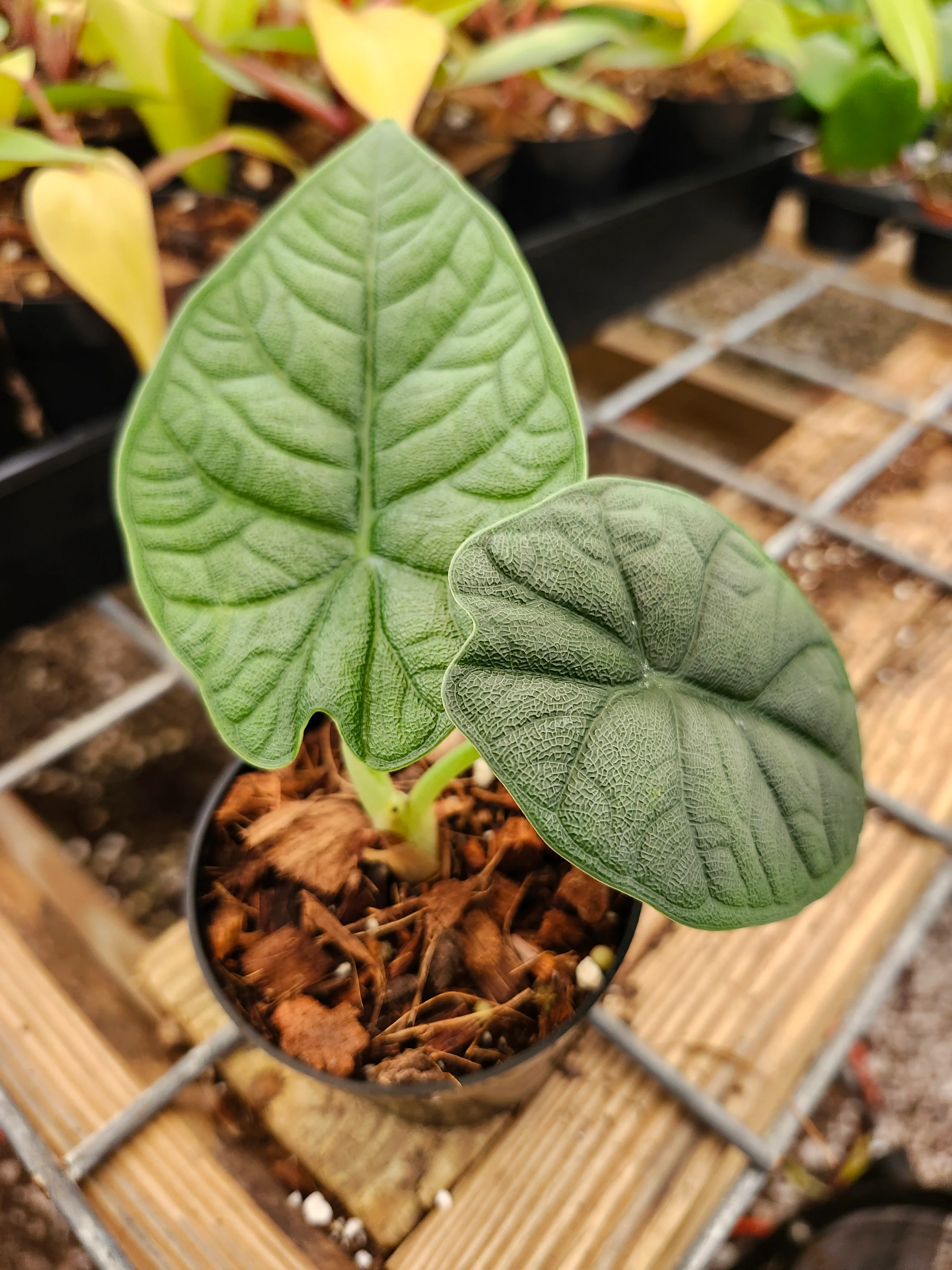 Alocasia Melo - Image 7