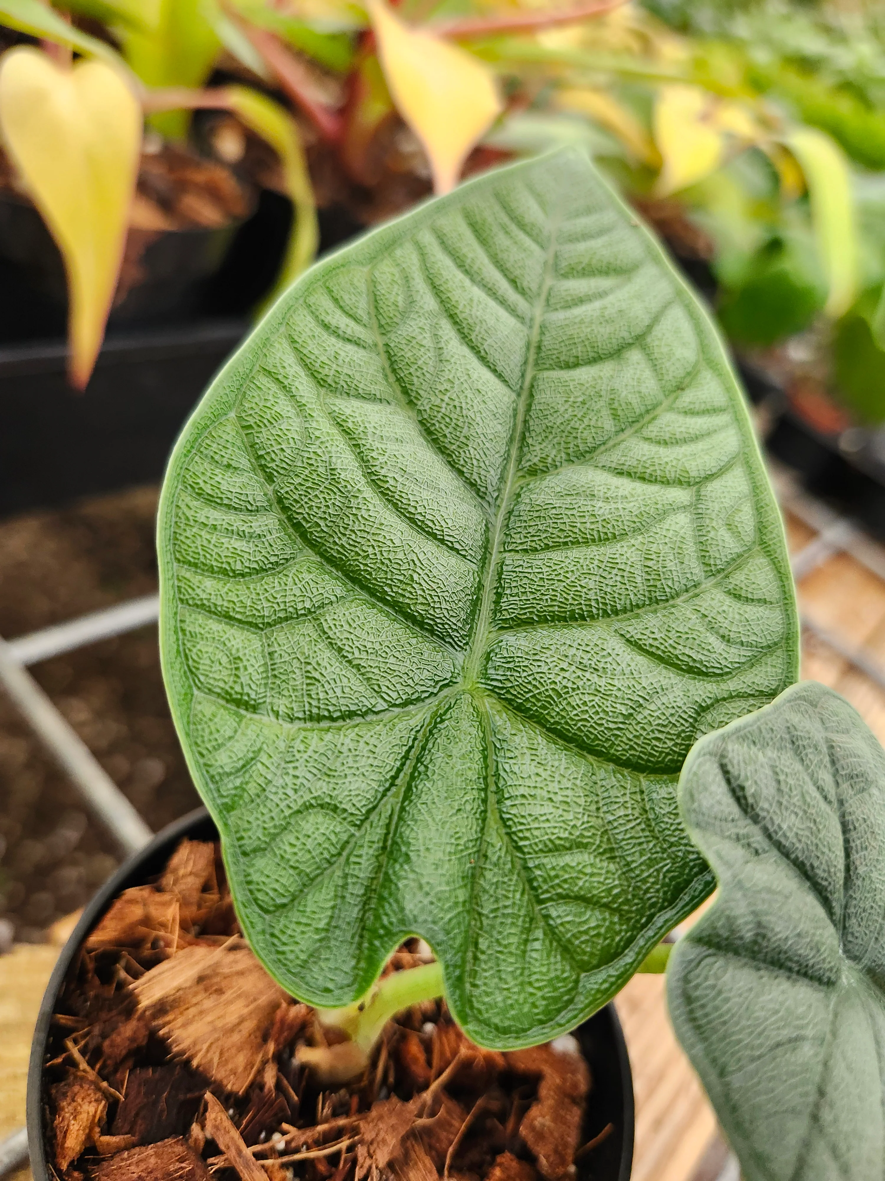 Alocasia Melo - Image 8