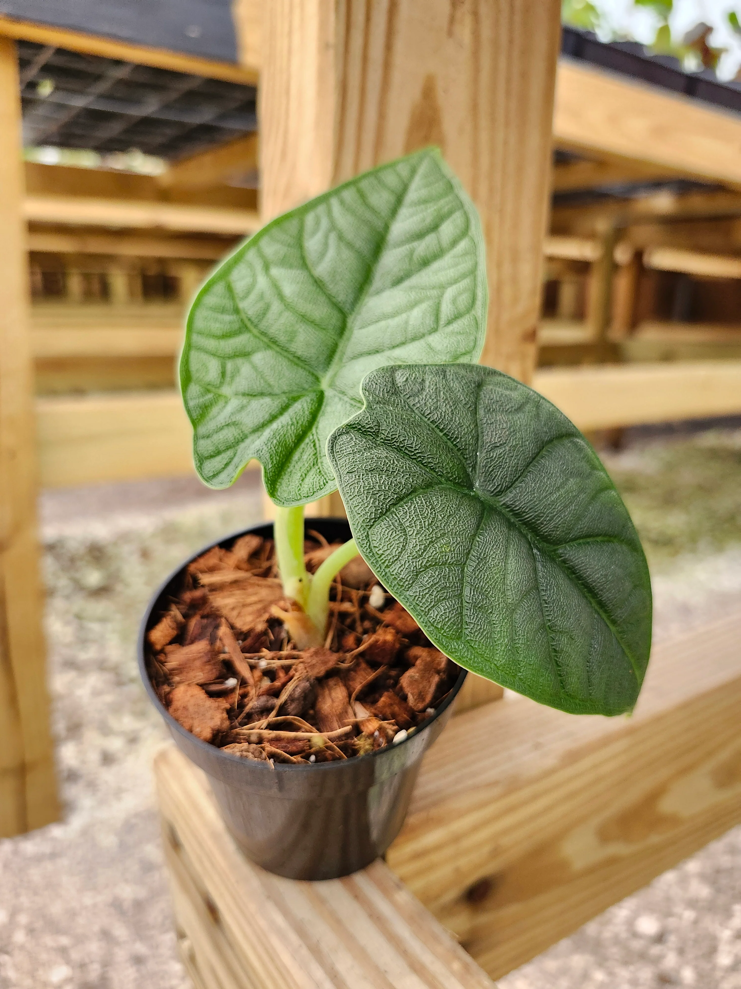 Alocasia Melo - Image 9