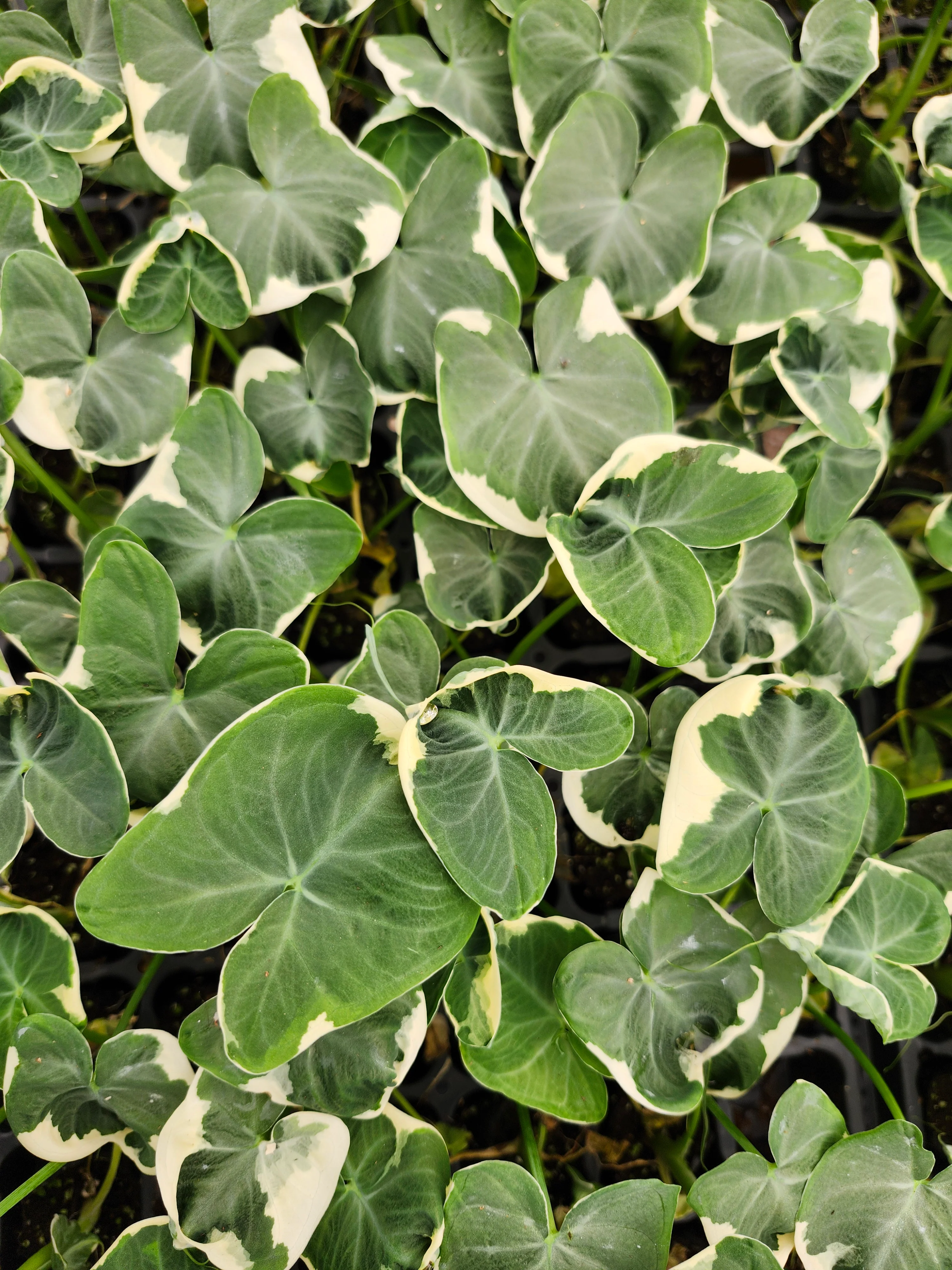 Alocasia Mickey Mouse - Image 3